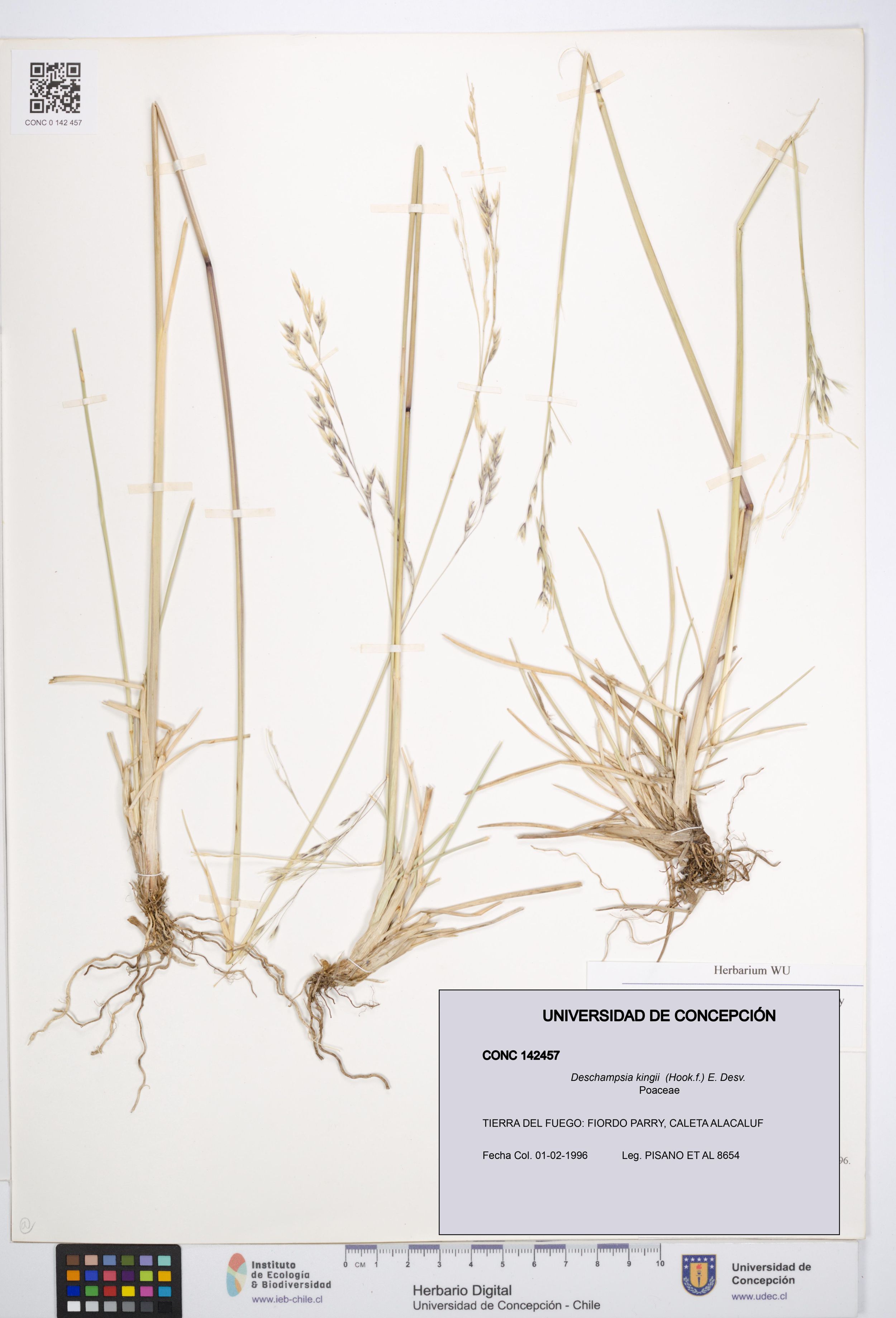 Deschampsia kingii [Espécimen: ]