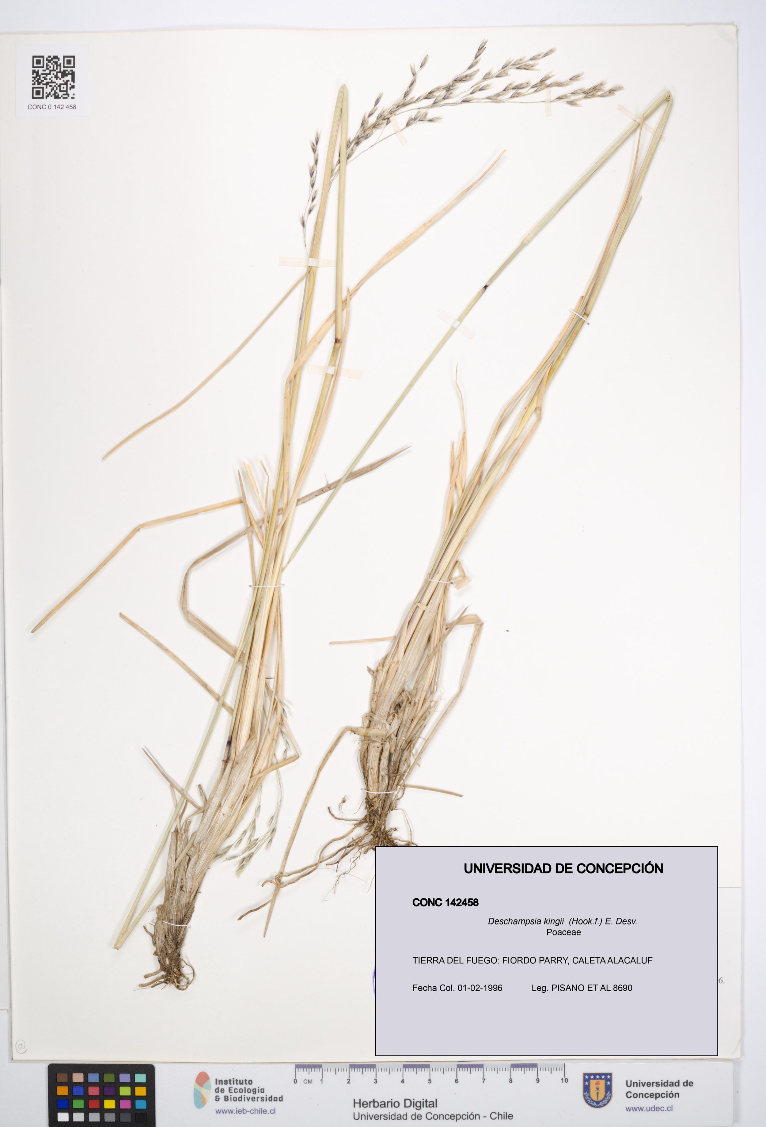 Deschampsia kingii [Espécimen: ]