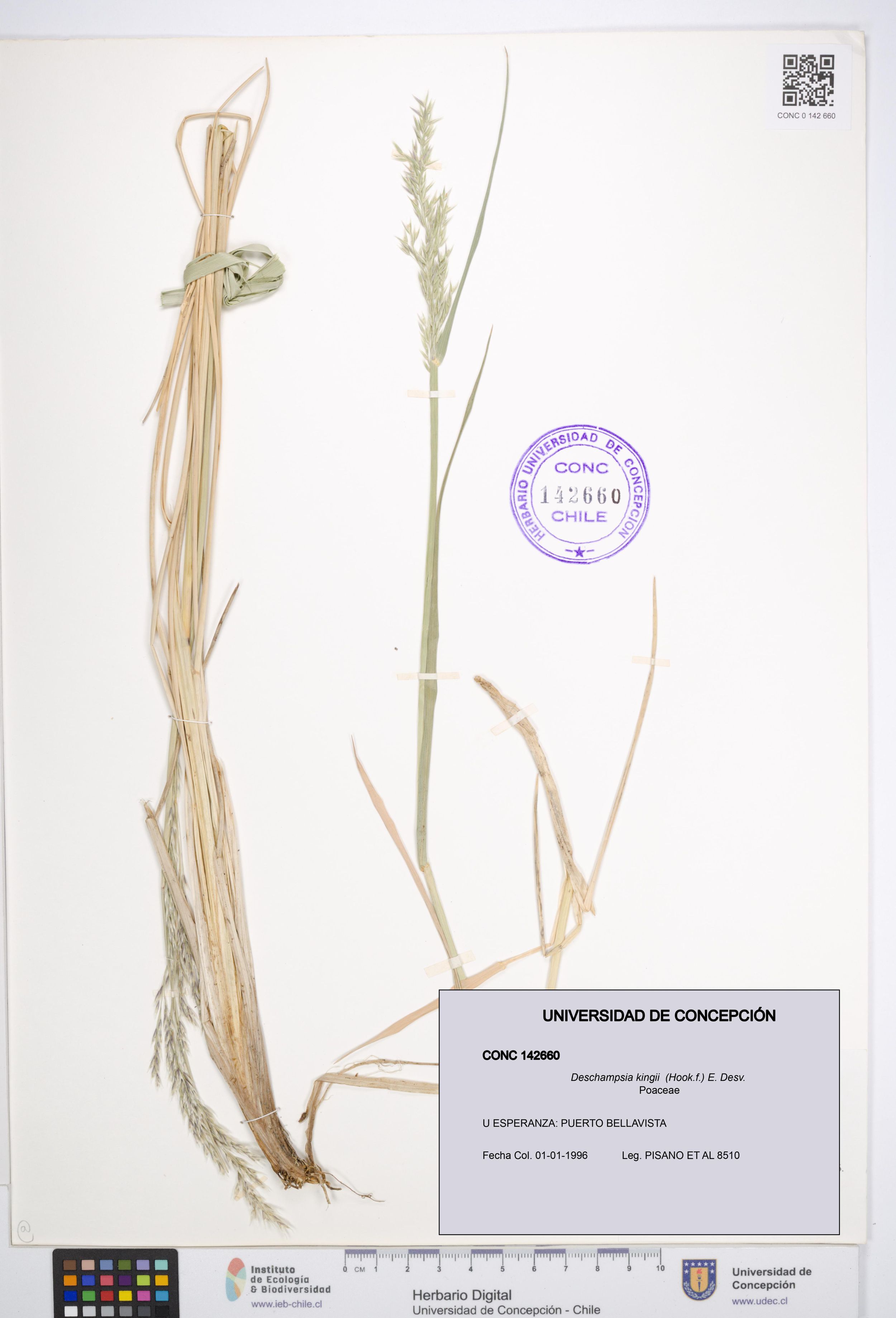 Deschampsia kingii [Espécimen: ]
