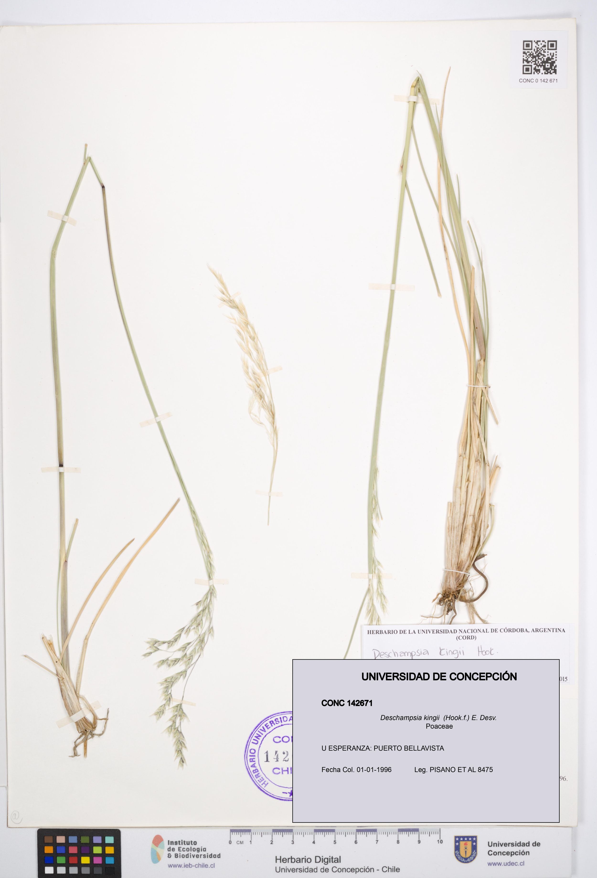 Deschampsia kingii [Espécimen: ]