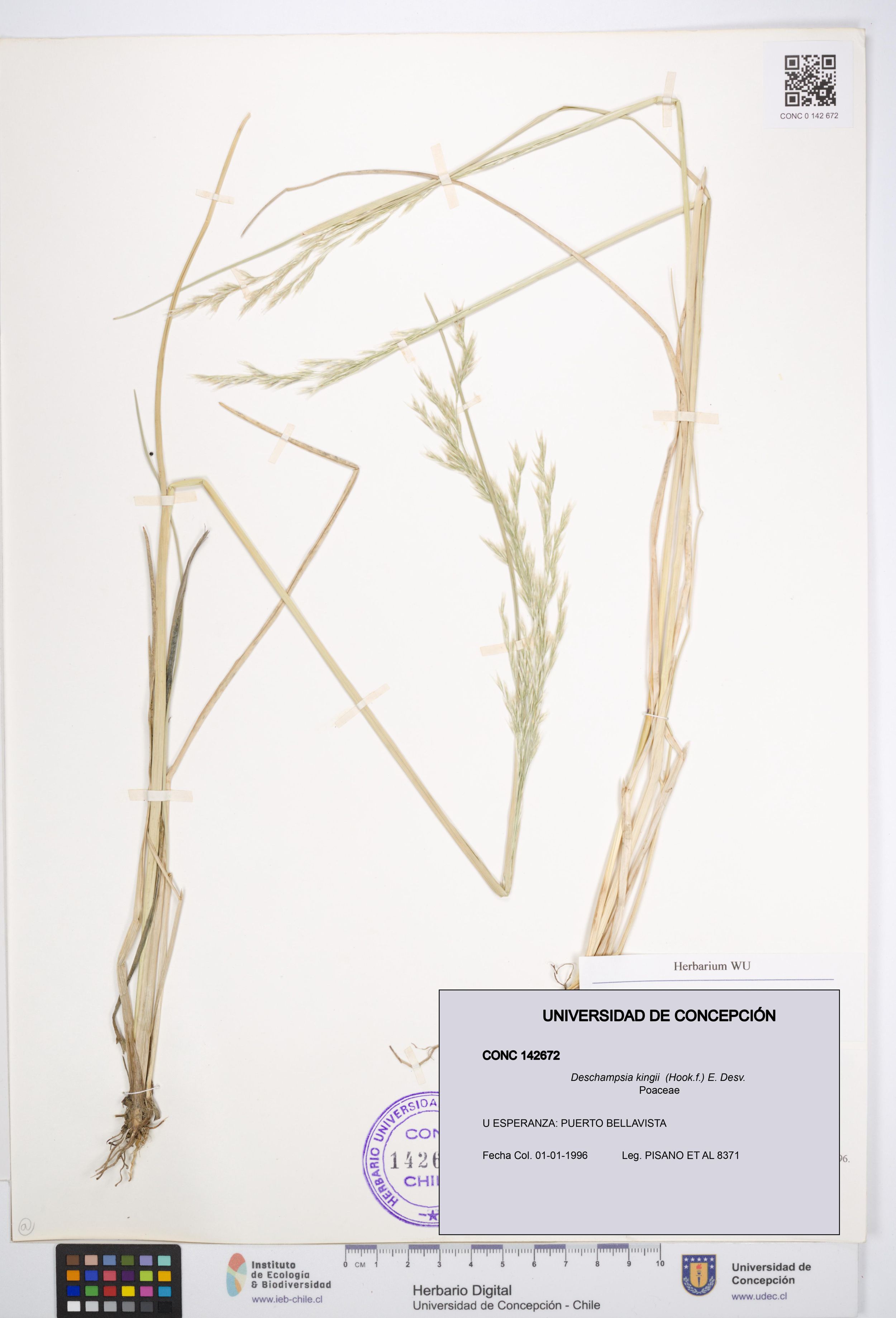 Deschampsia kingii [Espécimen: ]