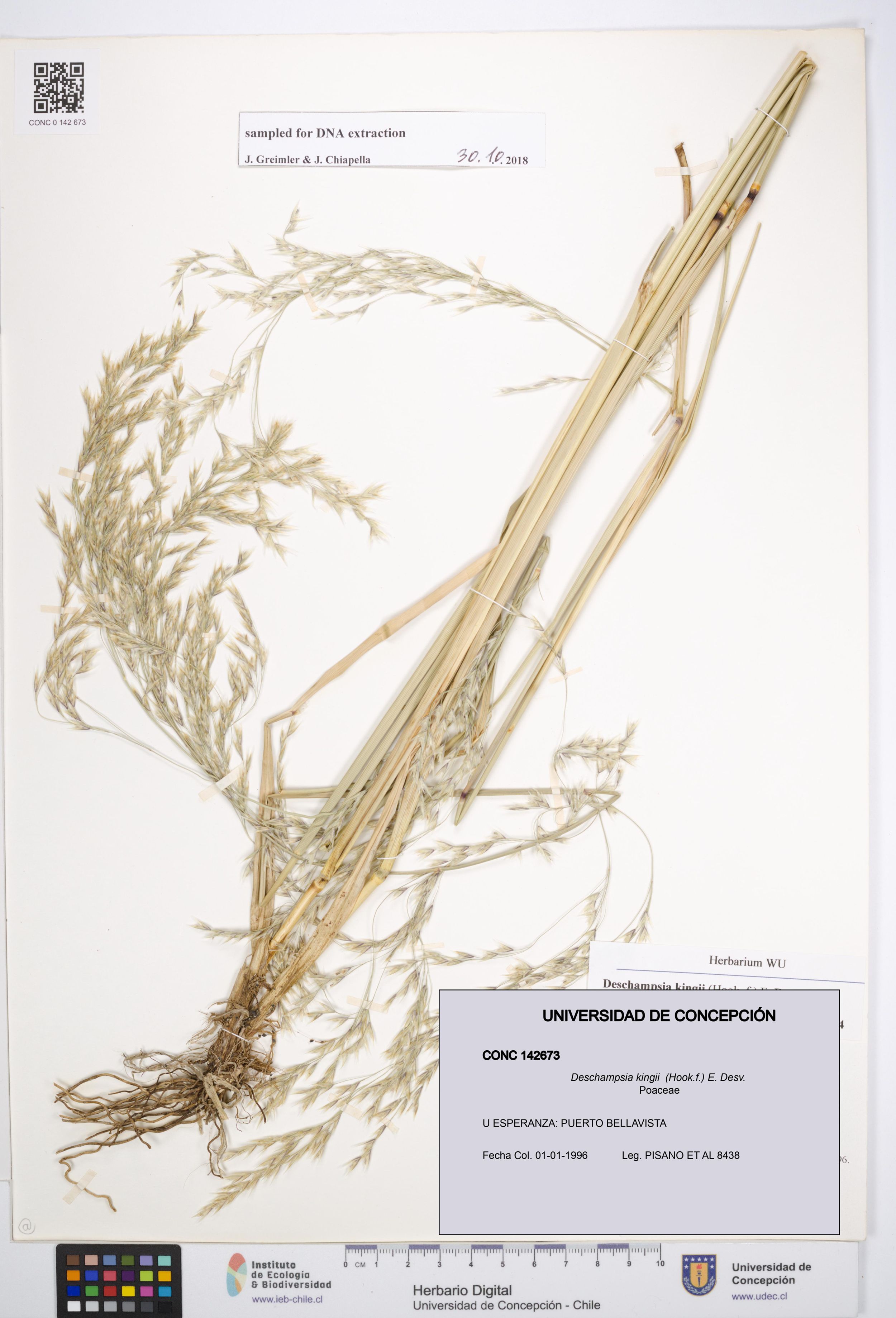 Deschampsia kingii [Espécimen: ]
