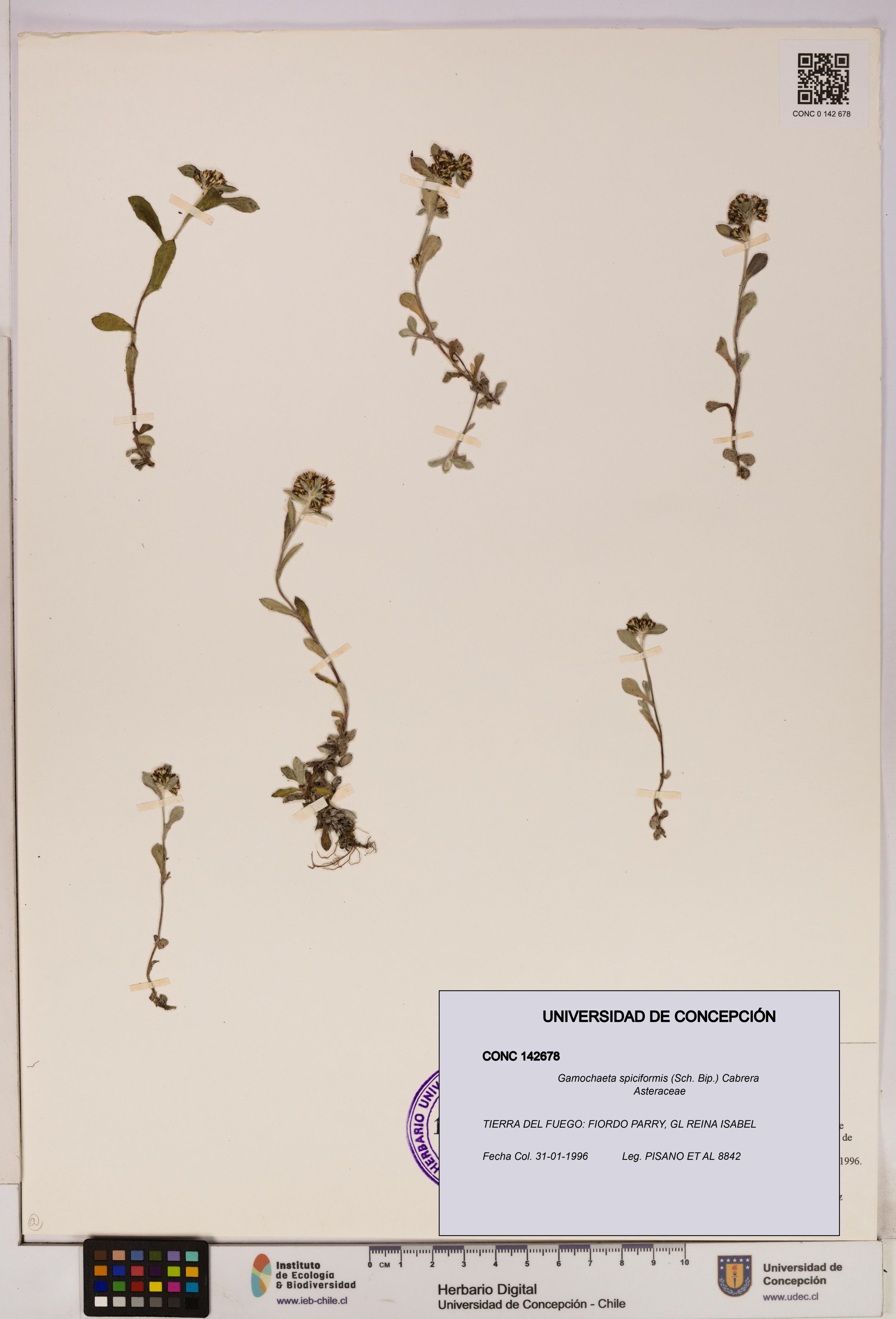 Gamochaeta spiciformis [Espécimen: ]