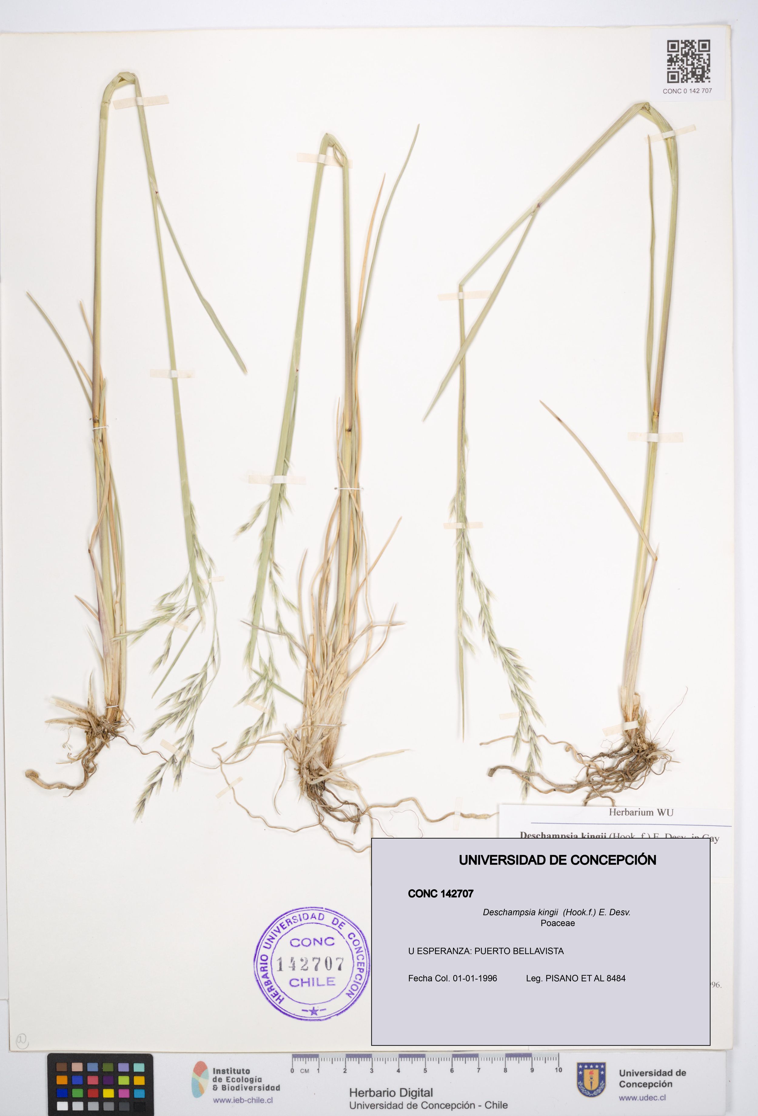 Deschampsia kingii [Espécimen: ]