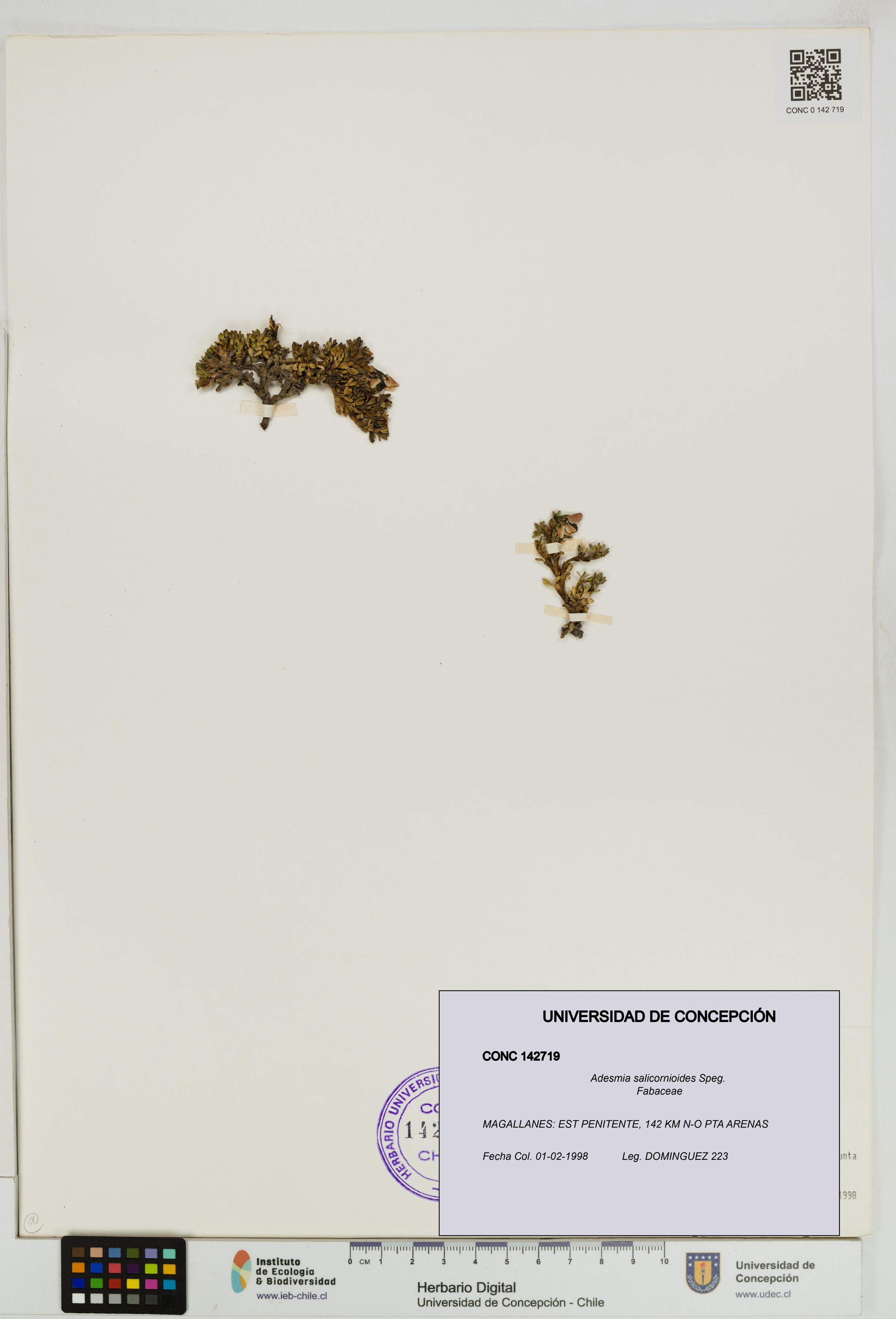 Adesmia salicornioides [Espécimen: ]