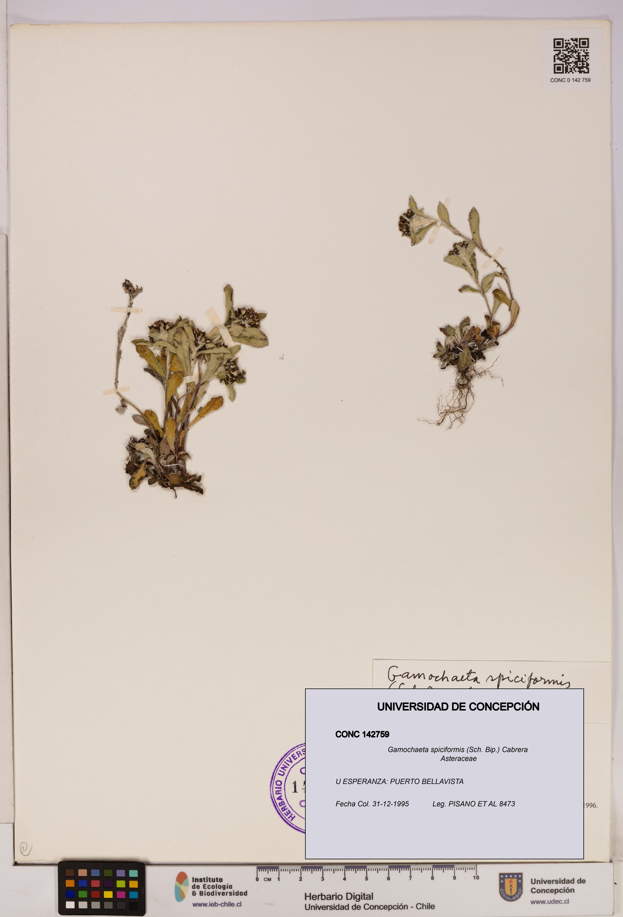 Gamochaeta spiciformis [Espécimen: ]