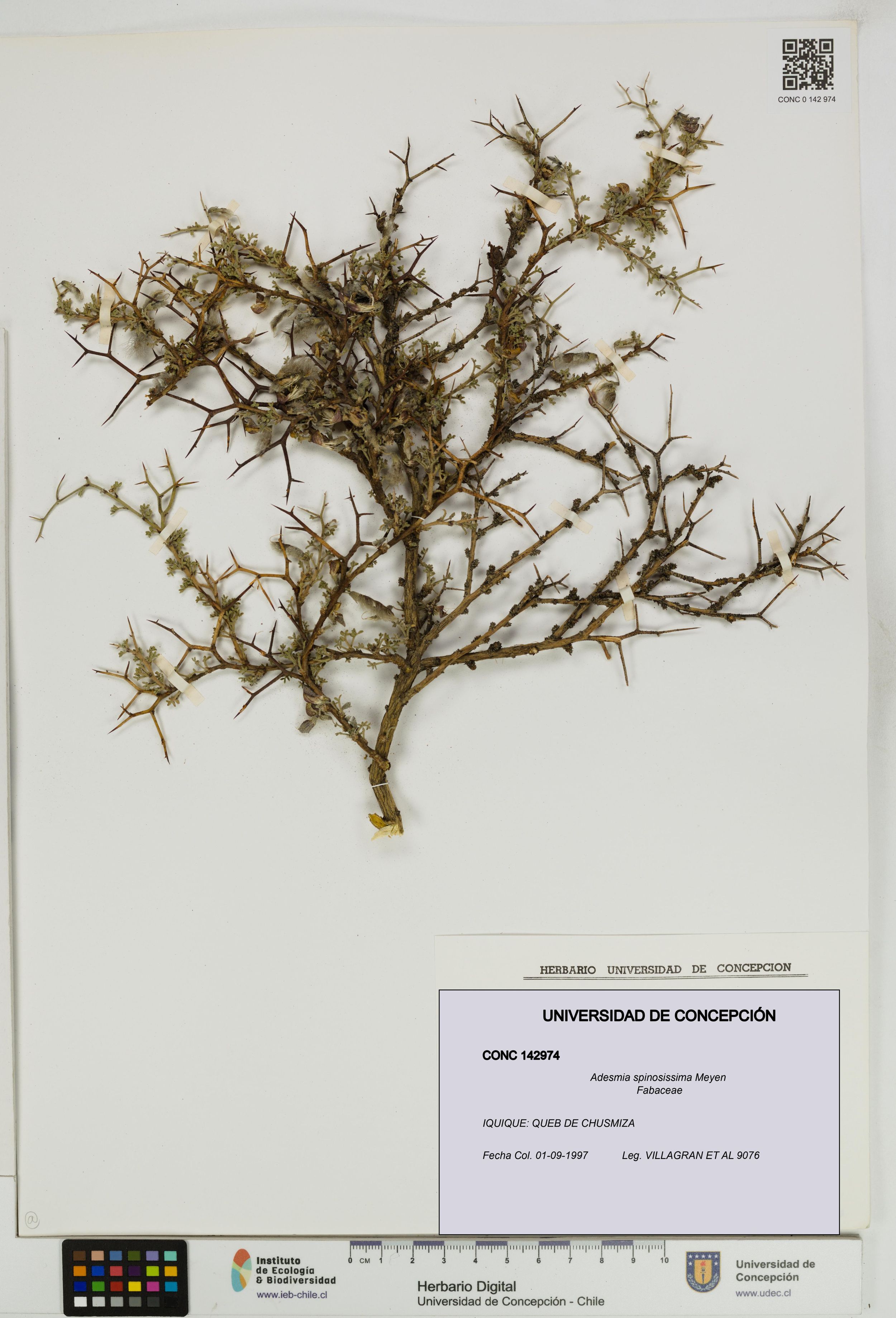 Adesmia spinosissima [Espécimen: ]
