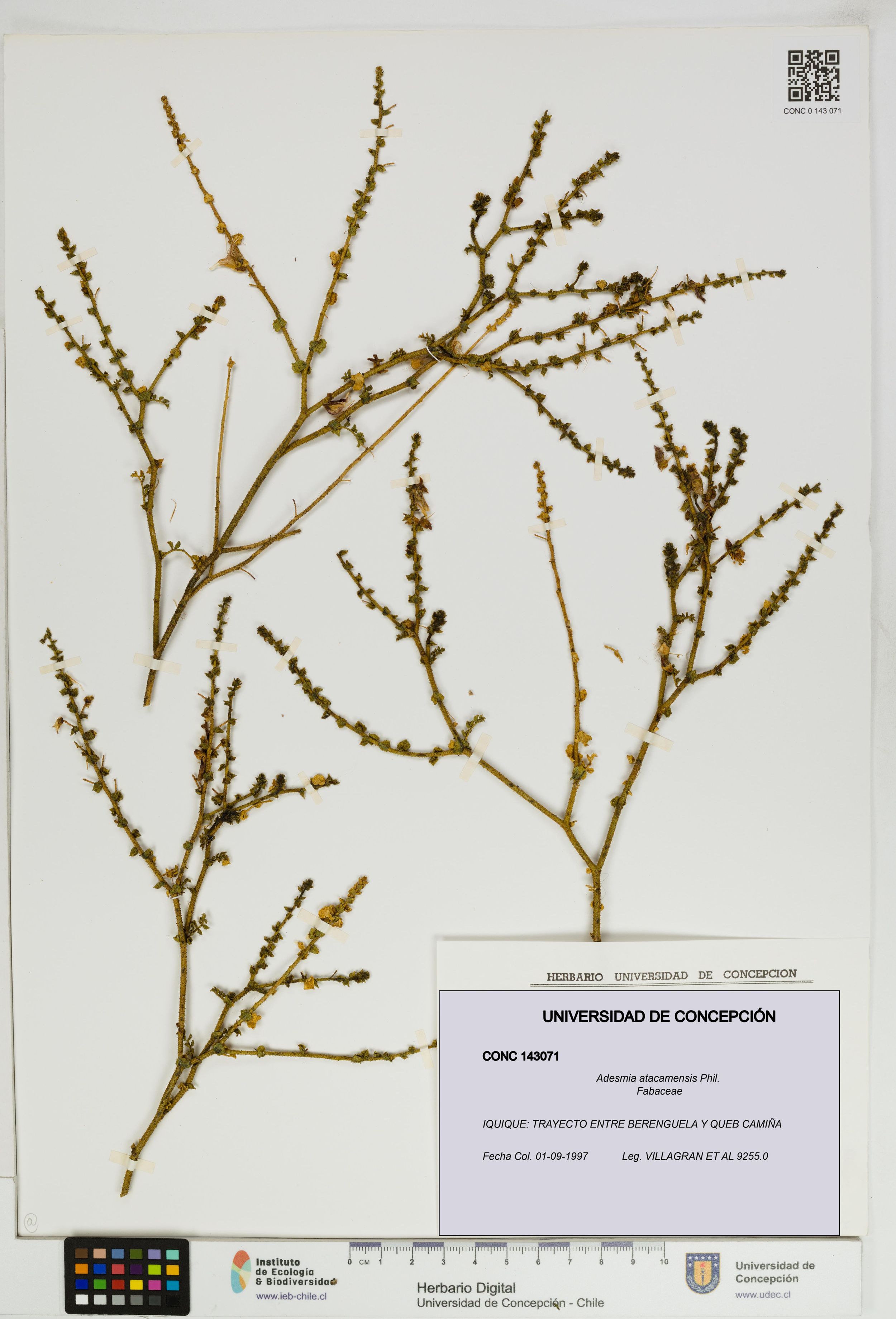 Adesmia atacamensis [Espécimen: ]