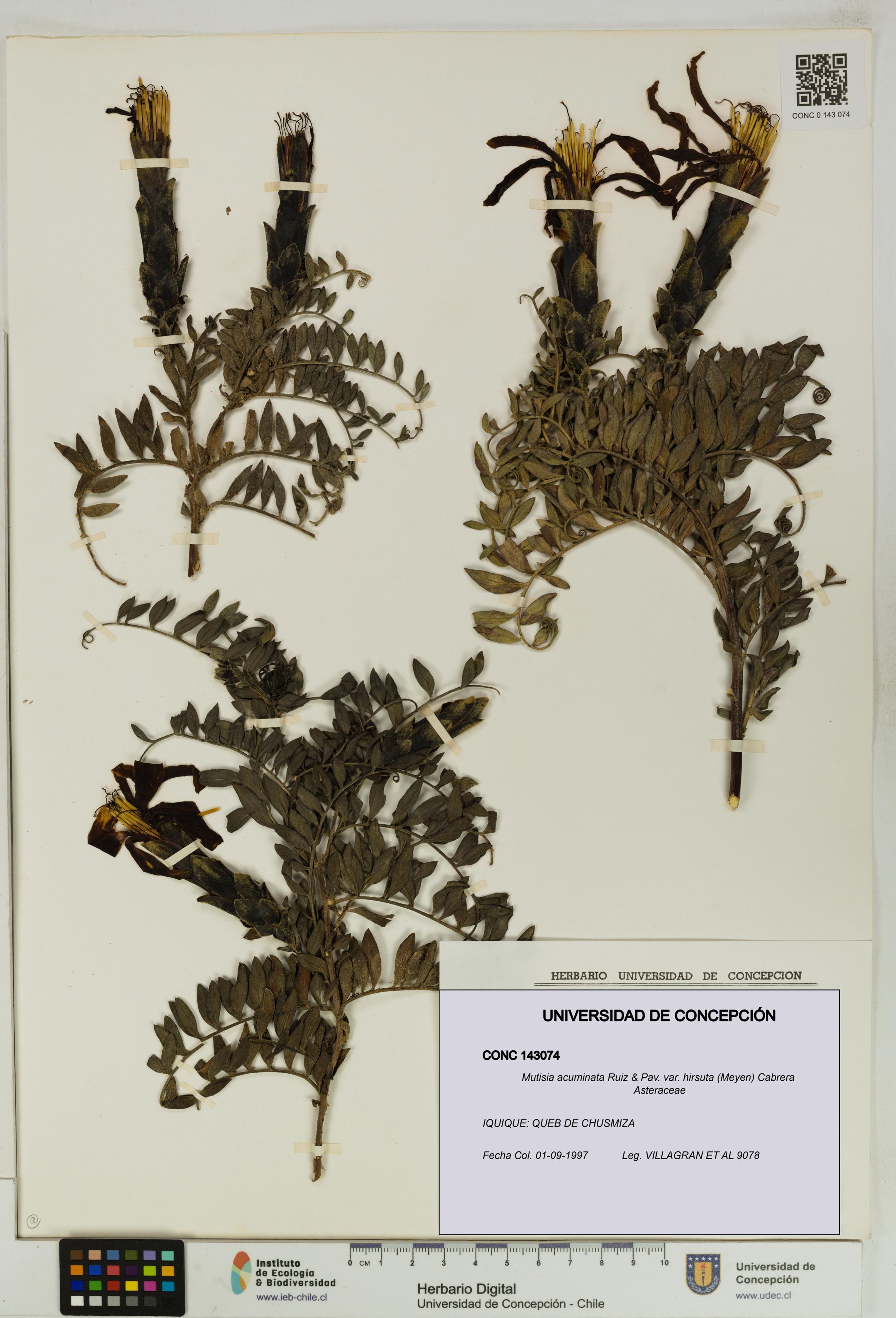 Mutisia acuminata var. hirsuta [Espécimen: ]