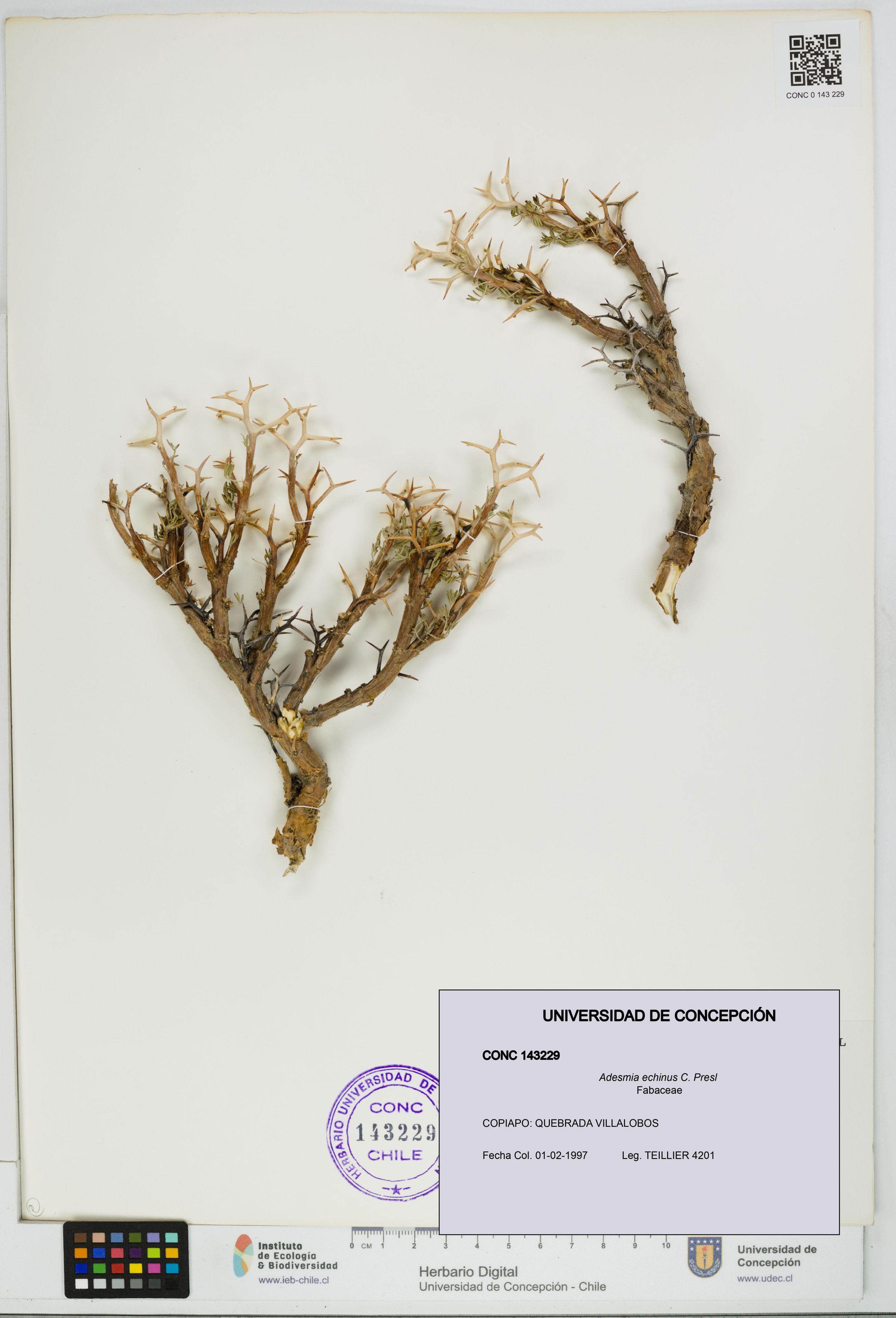 Adesmia echinus [Espécimen: ]