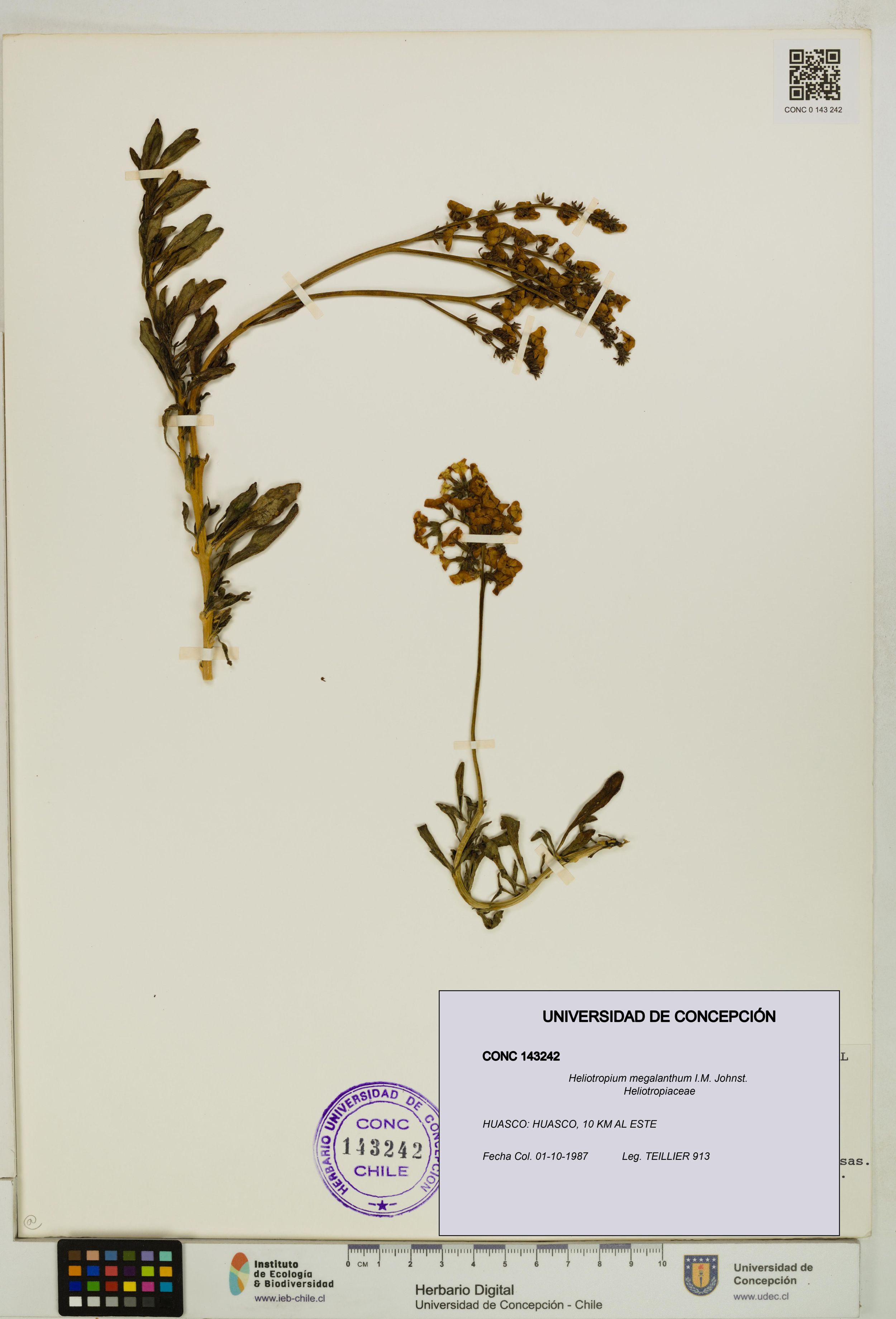 Heliotropium megalanthum [Espécimen: ]