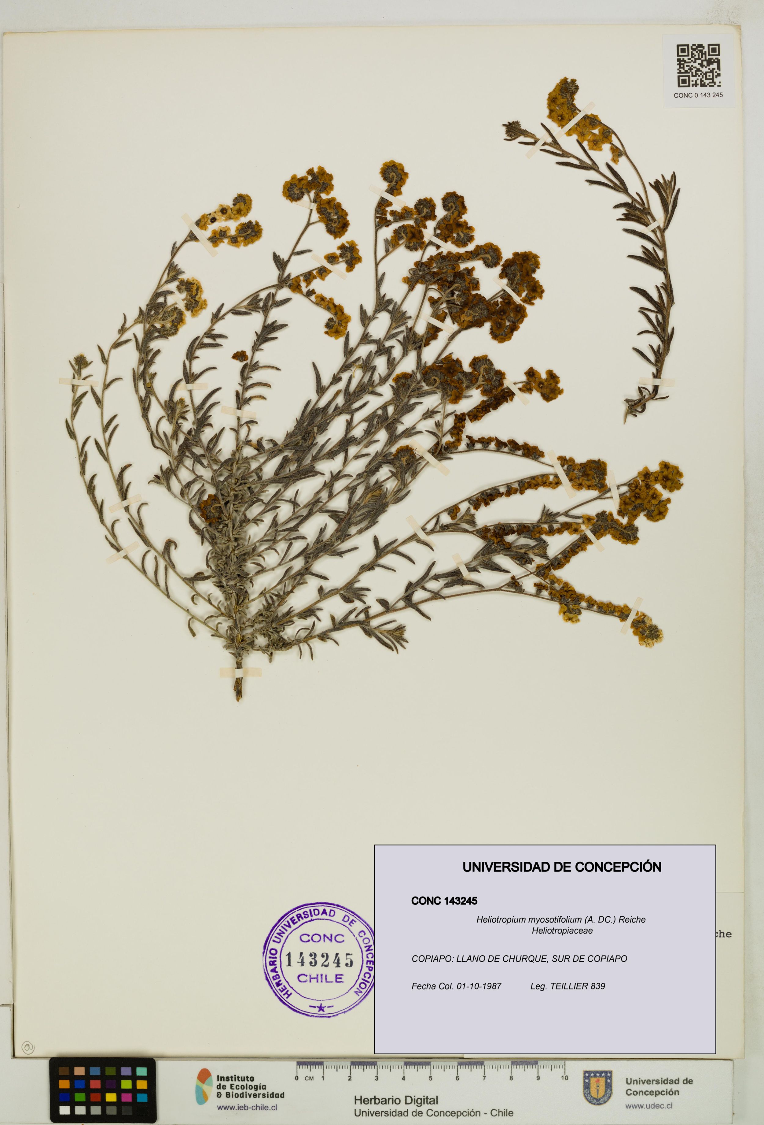 Heliotropium myosotifolium [Espécimen: ]