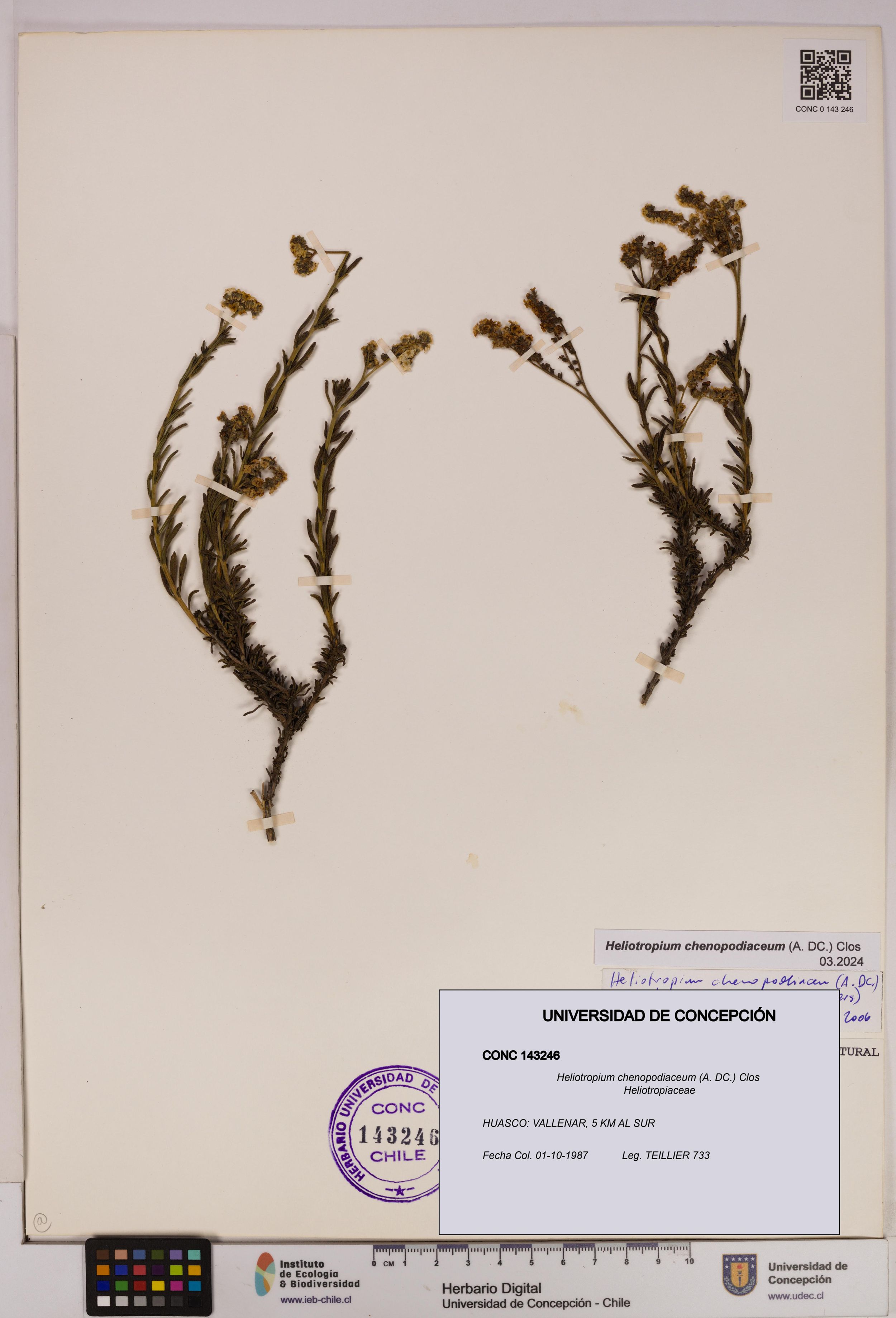 Heliotropium chenopodiaceum [Espécimen: ]