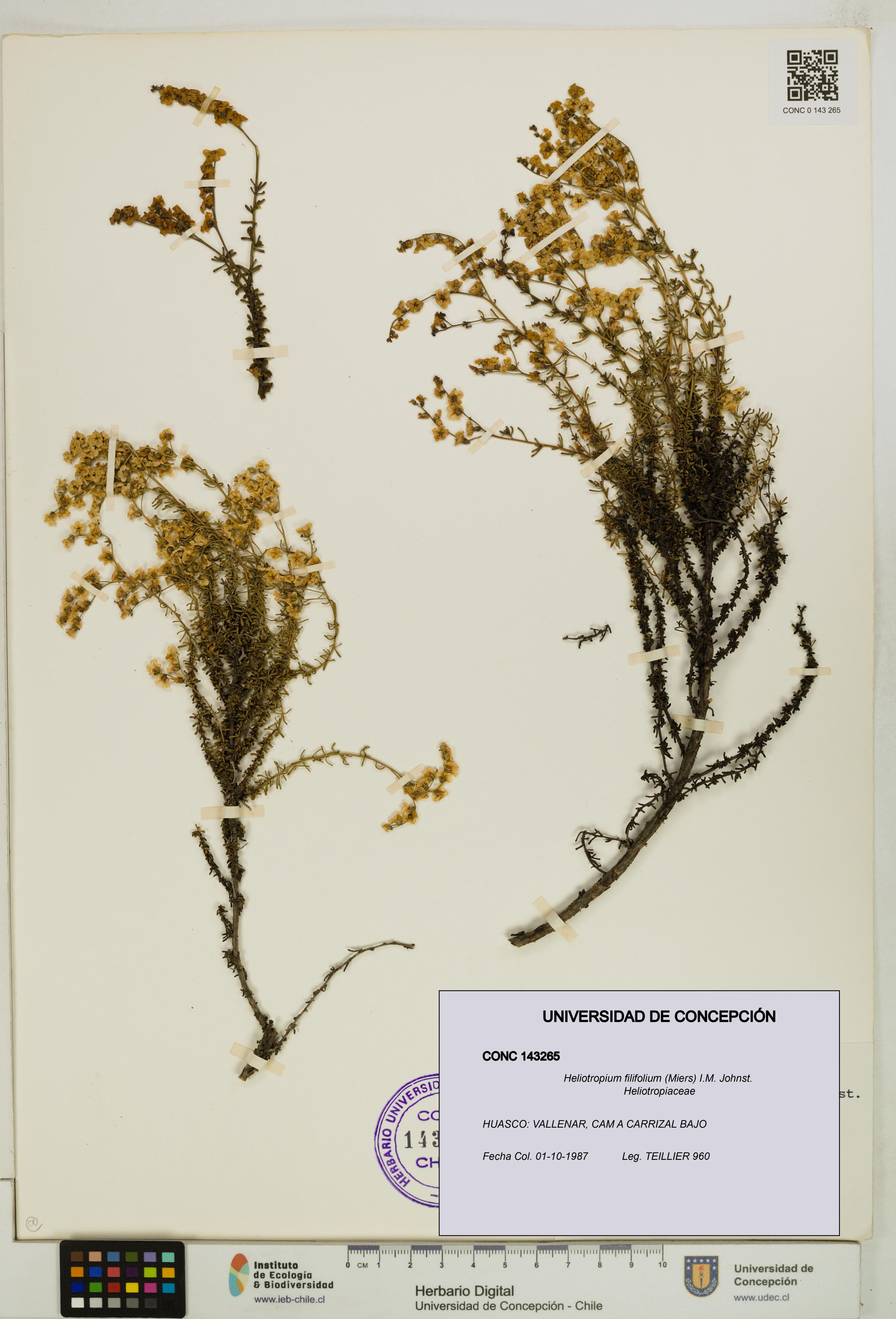 Heliotropium filifolium [Espécimen: ]