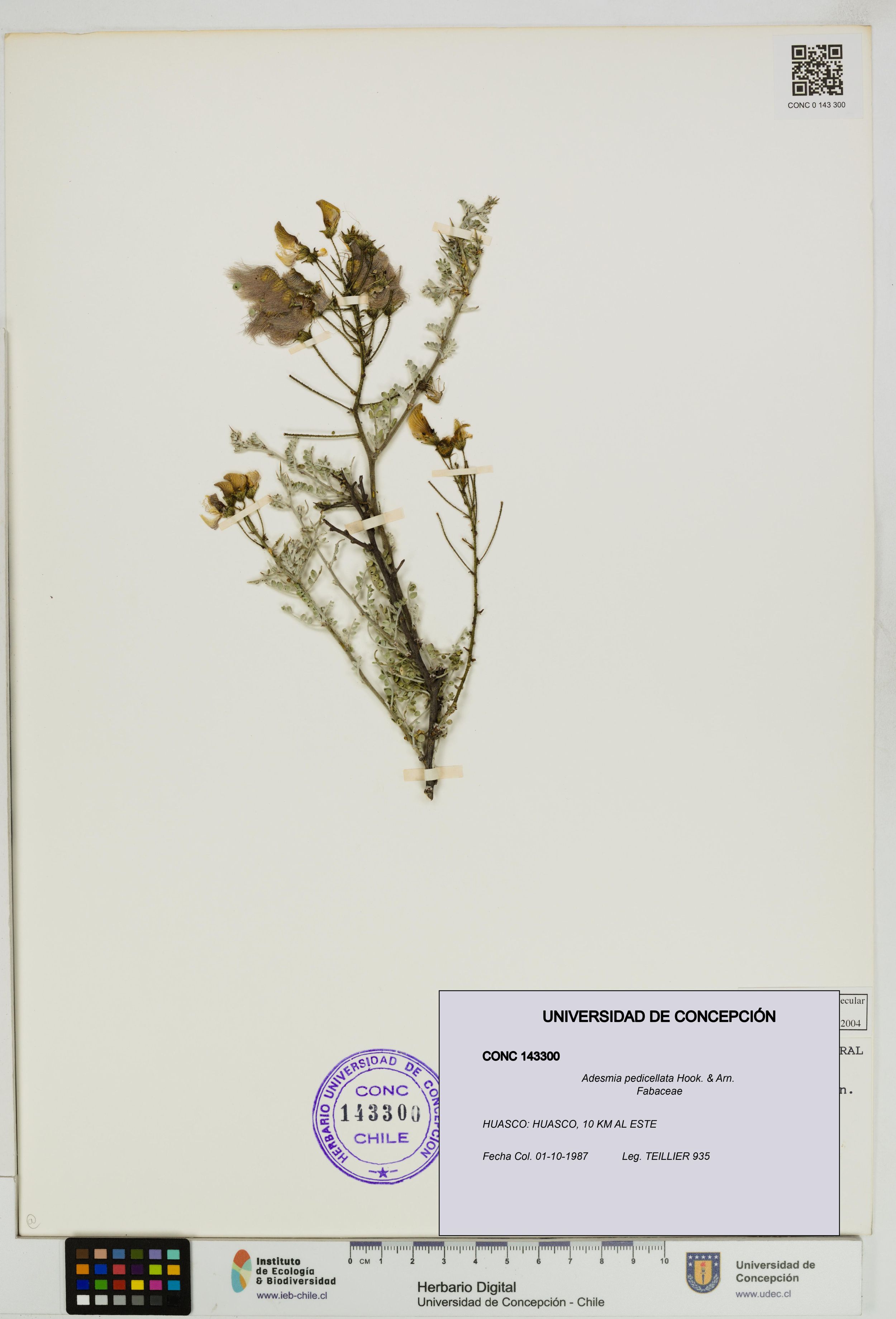 Adesmia pedicellata [Espécimen: ]