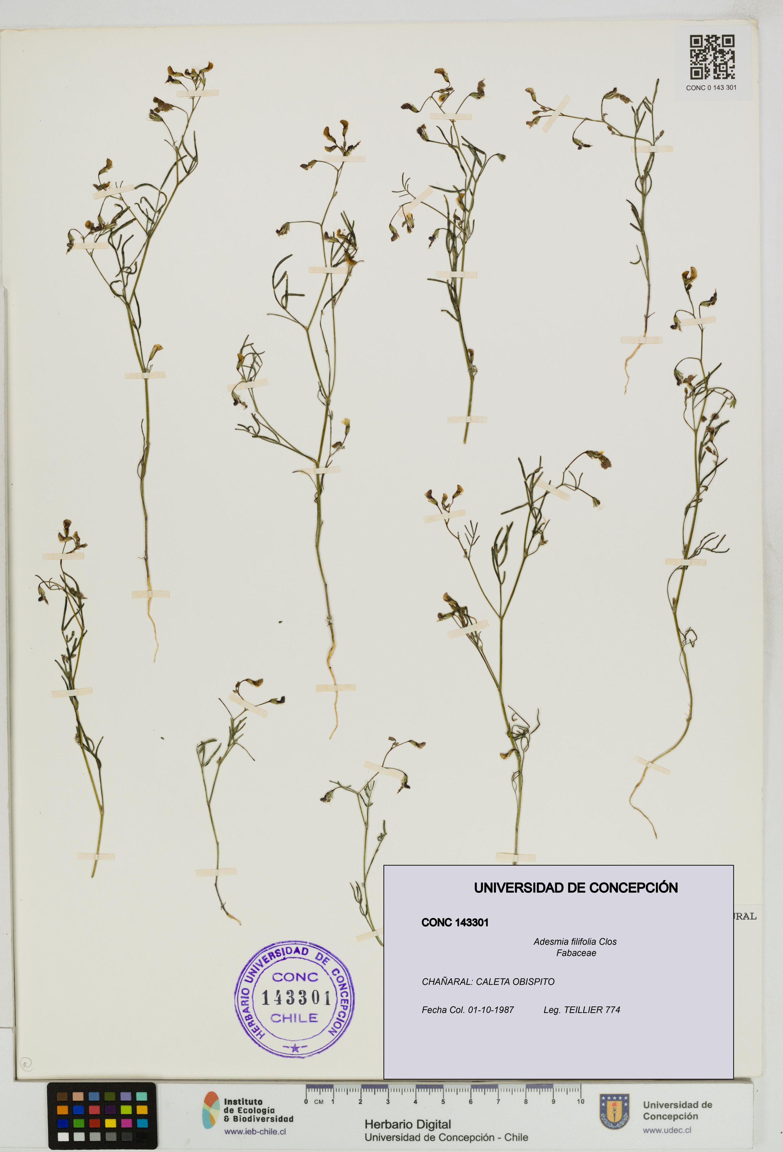 Adesmia filifolia [Espécimen: ]