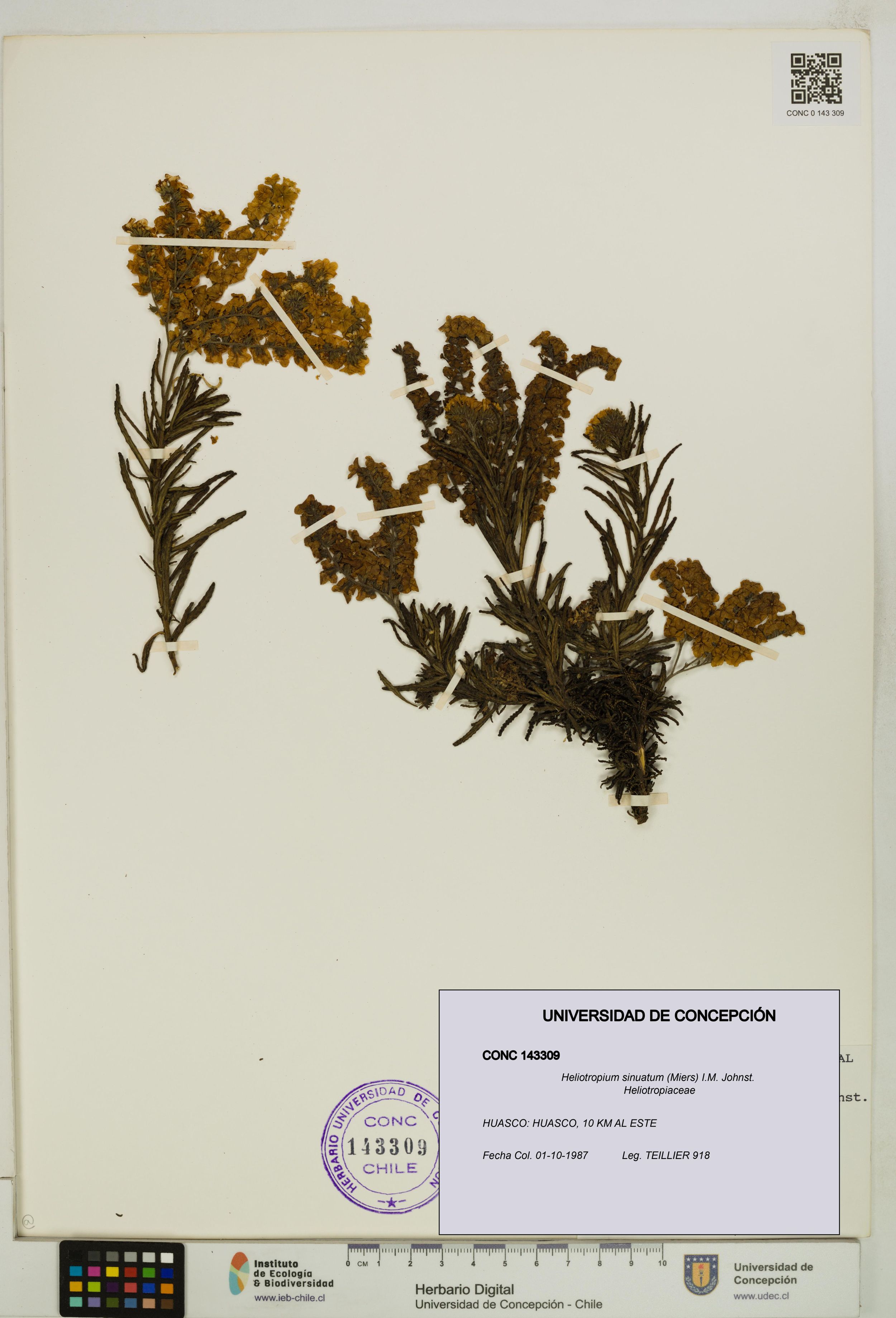 Heliotropium sinuatum [Espécimen: ]