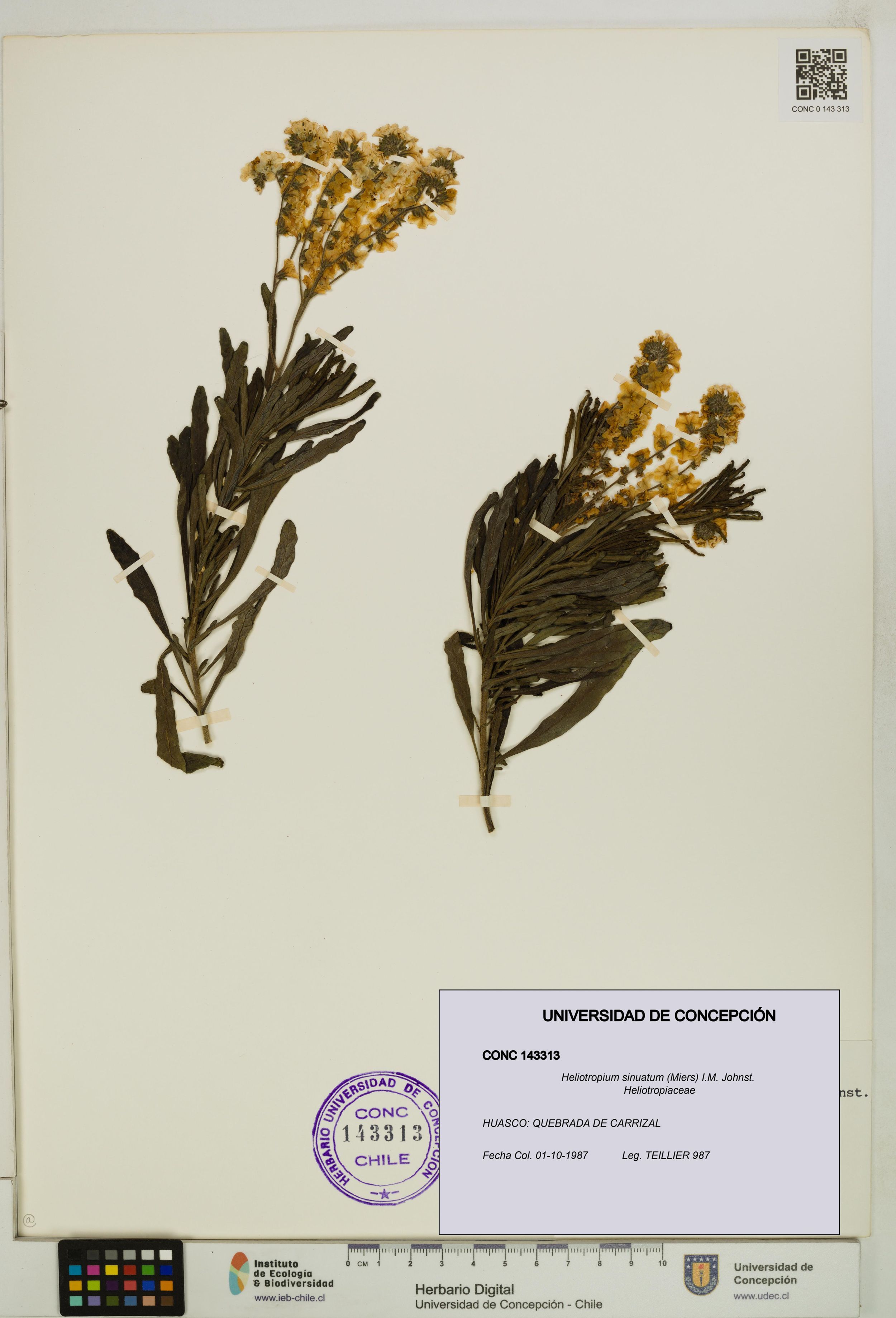 Heliotropium sinuatum [Espécimen: ]