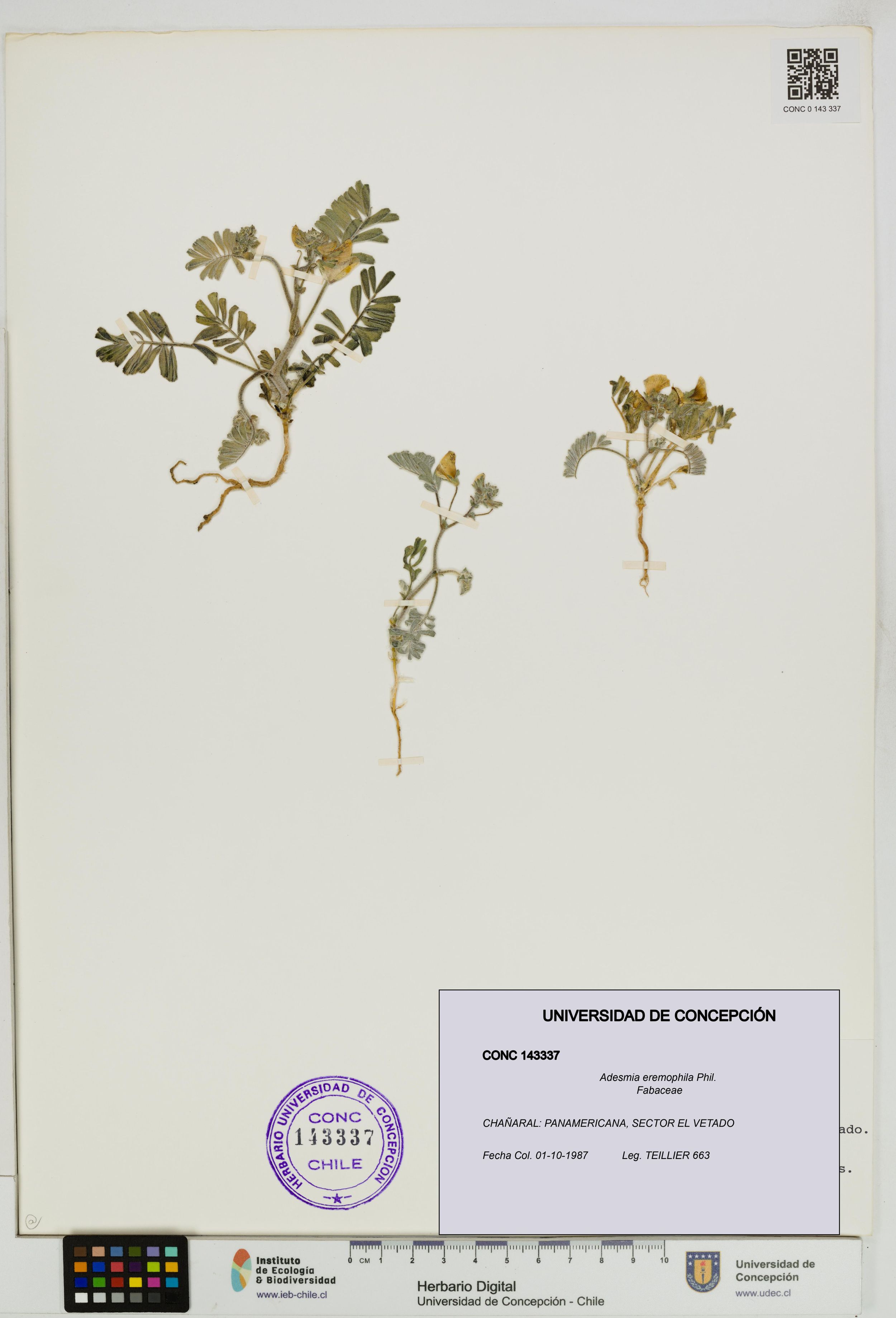 Adesmia eremophila [Espécimen: ]