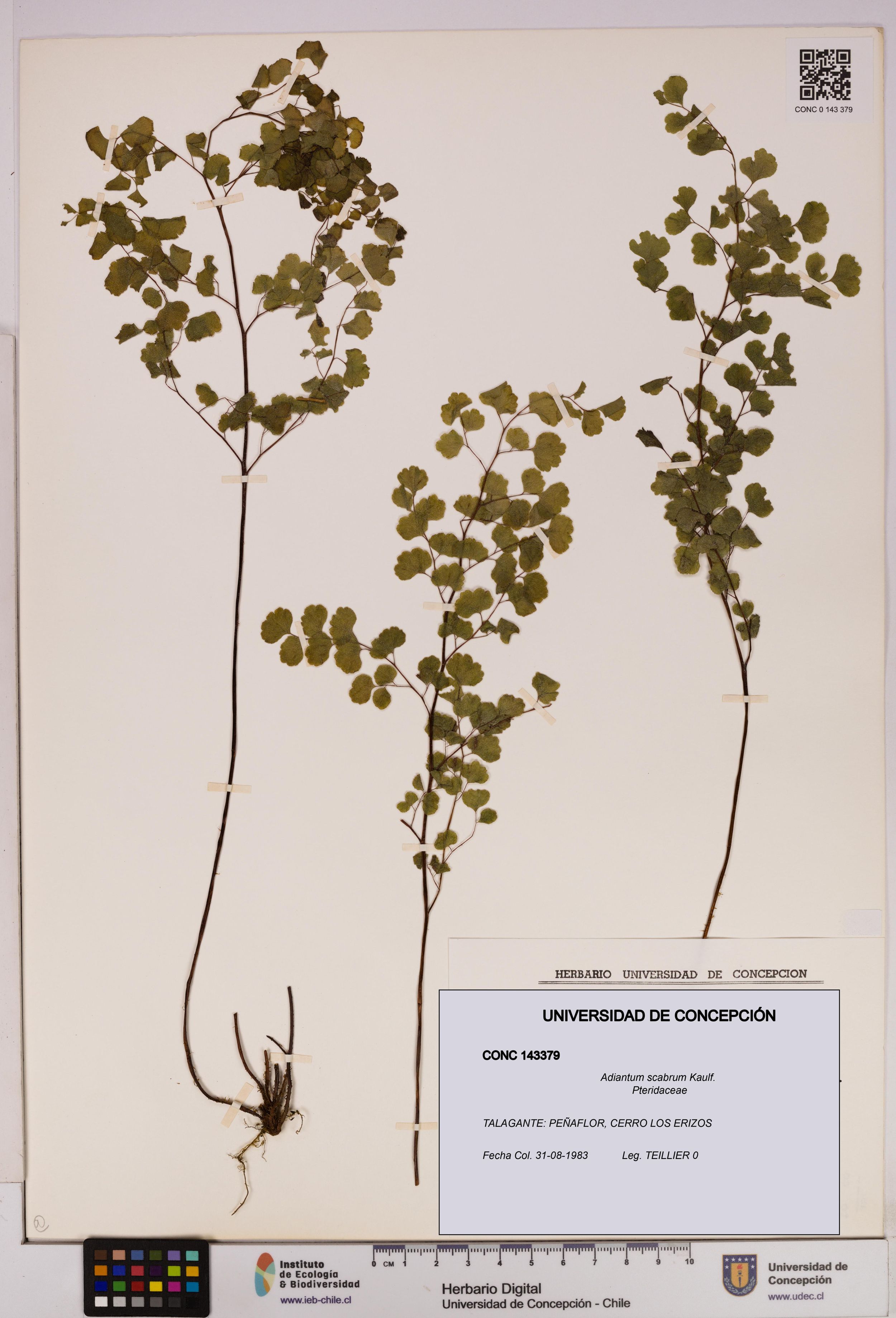 Adiantum scabrum [Espécimen: ]