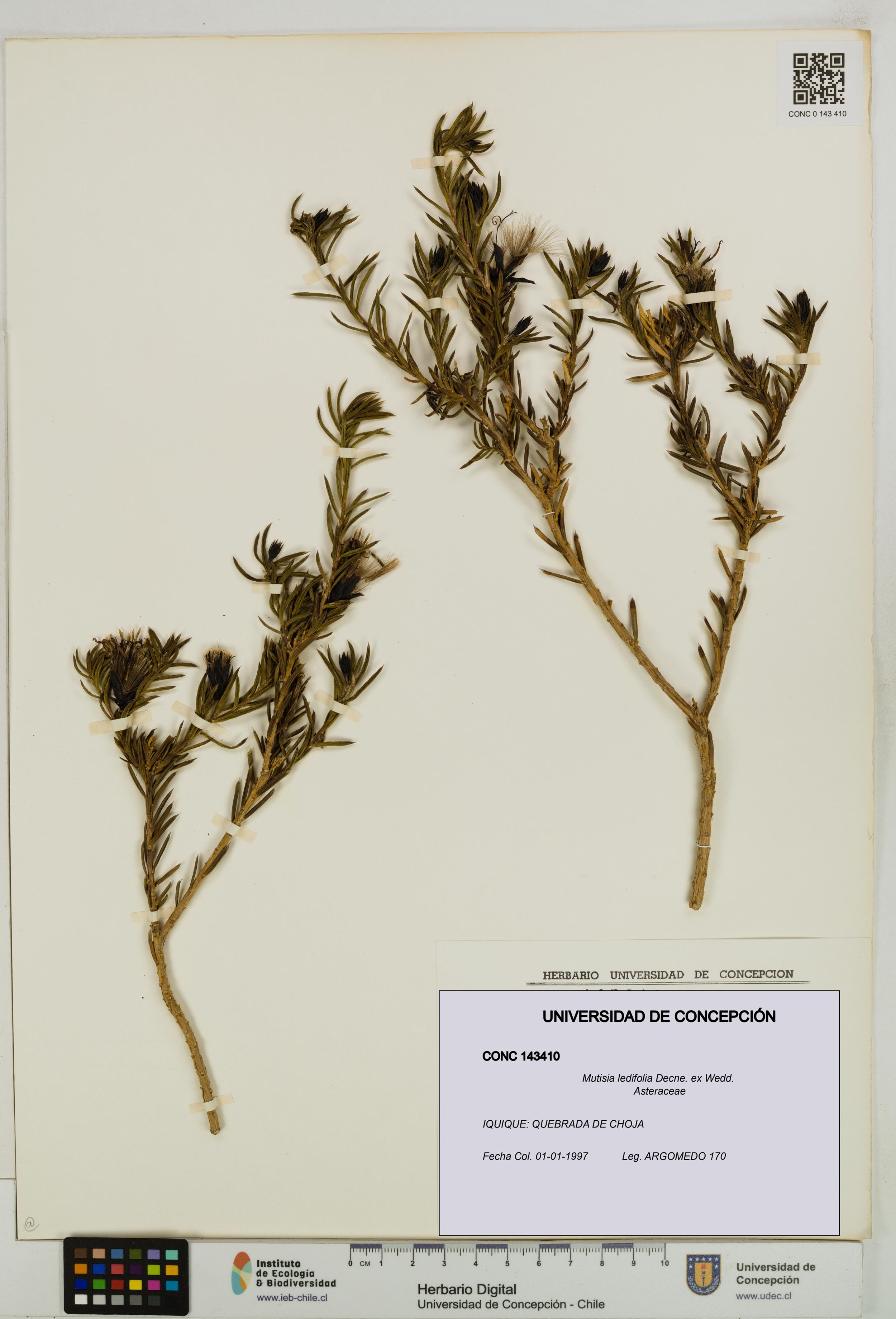 Mutisia ledifolia [Espécimen: ]