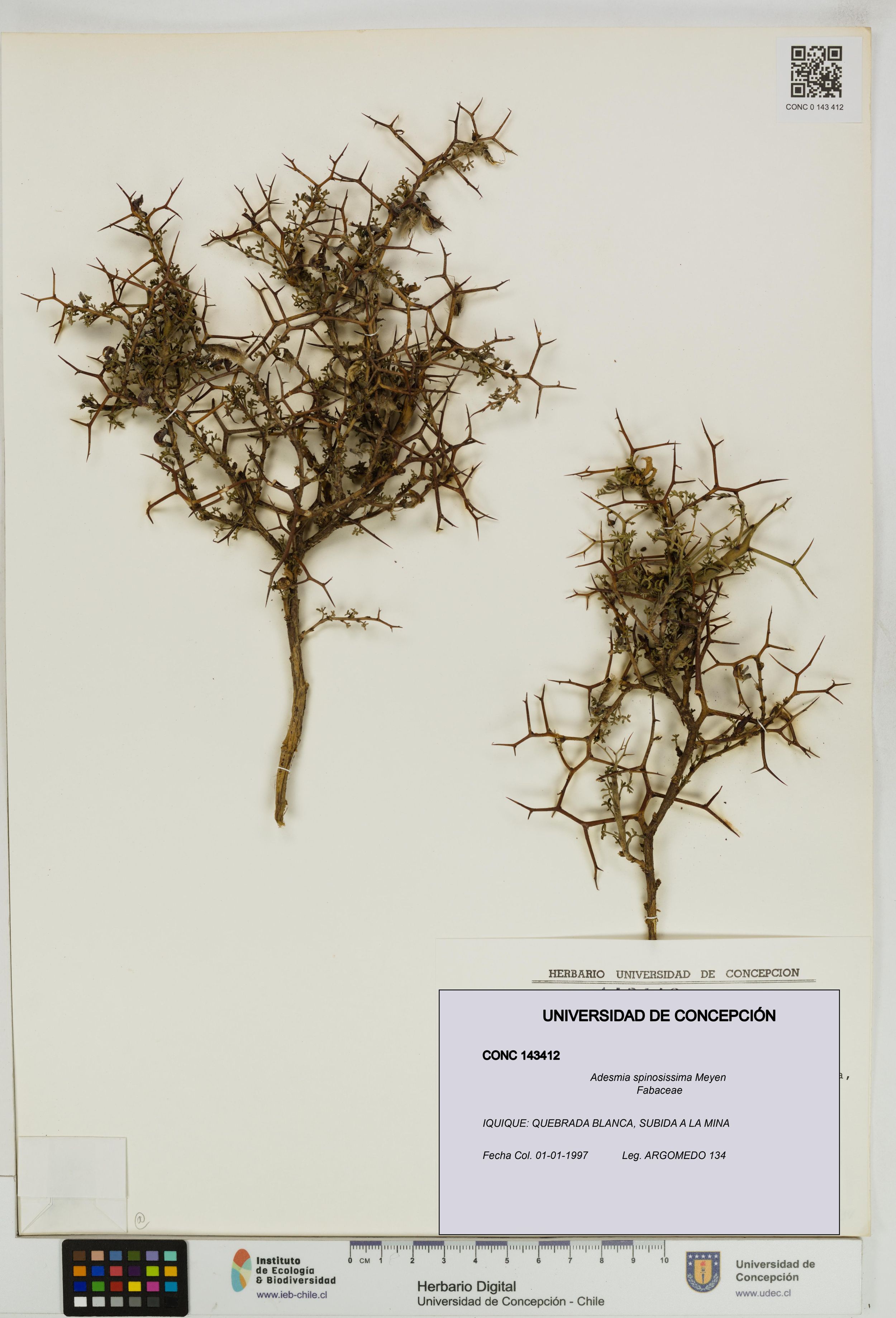 Adesmia spinosissima [Espécimen: ]
