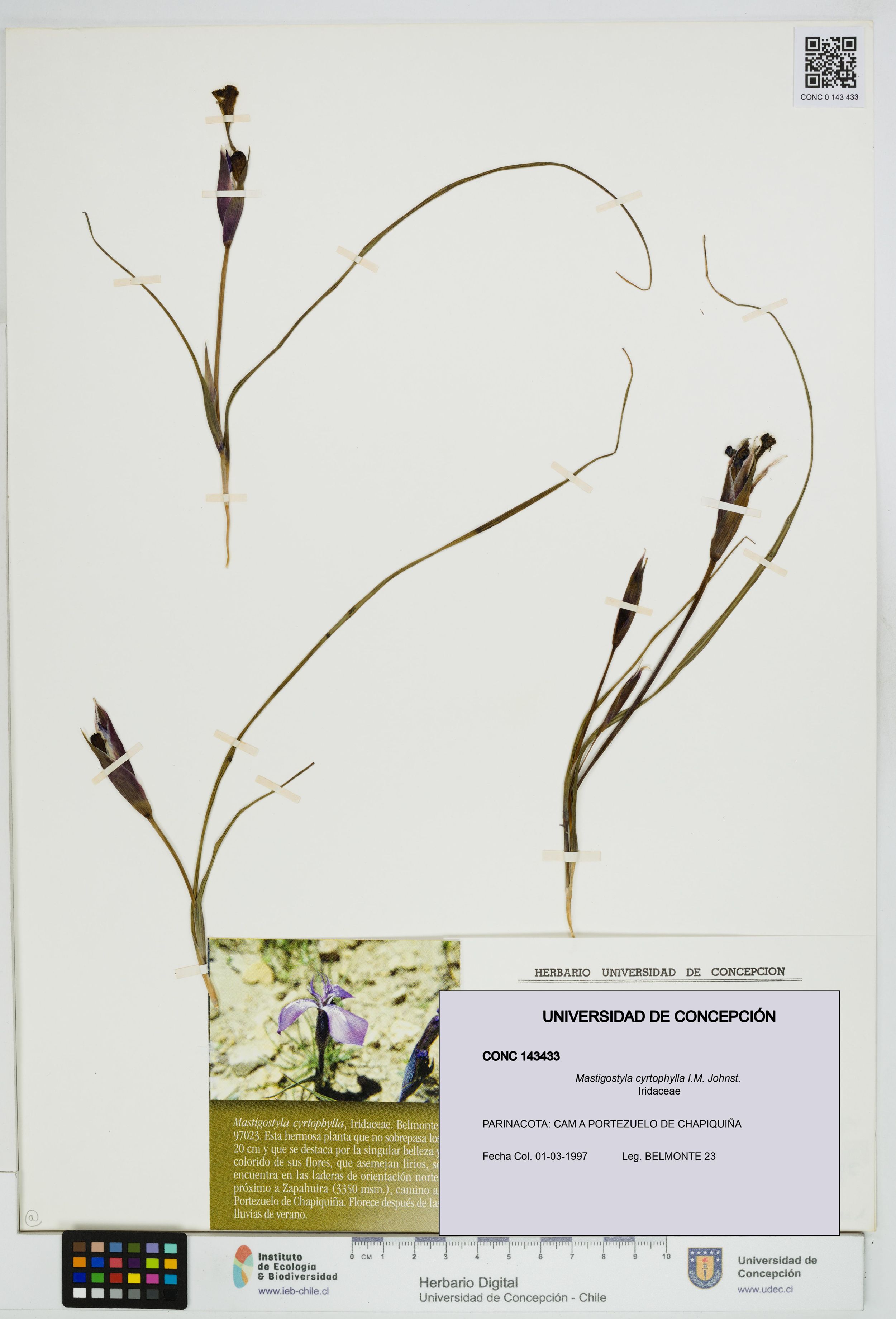 Mastigostyla cyrtophylla [Espécimen: ]