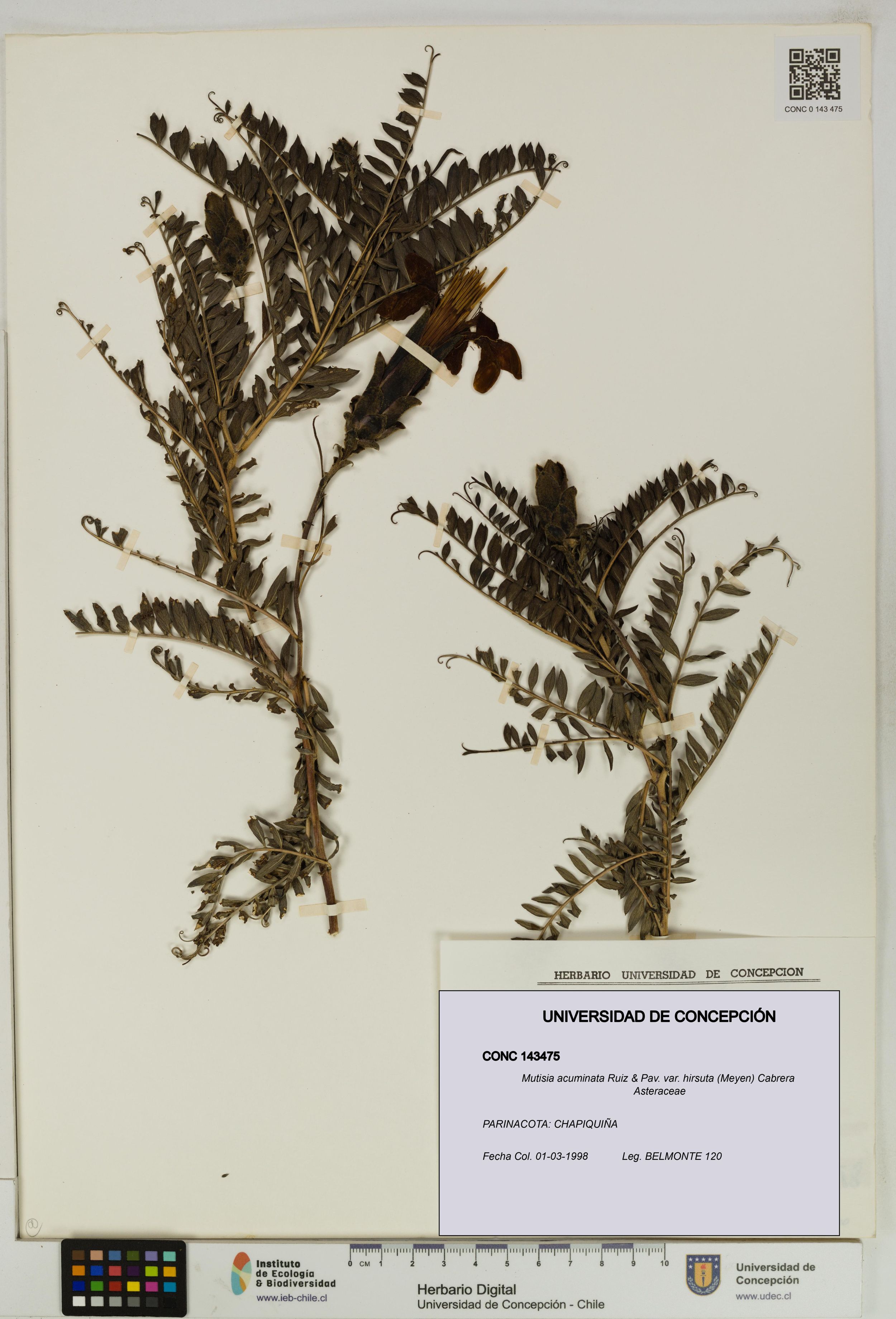 Mutisia acuminata [Espécimen: ]