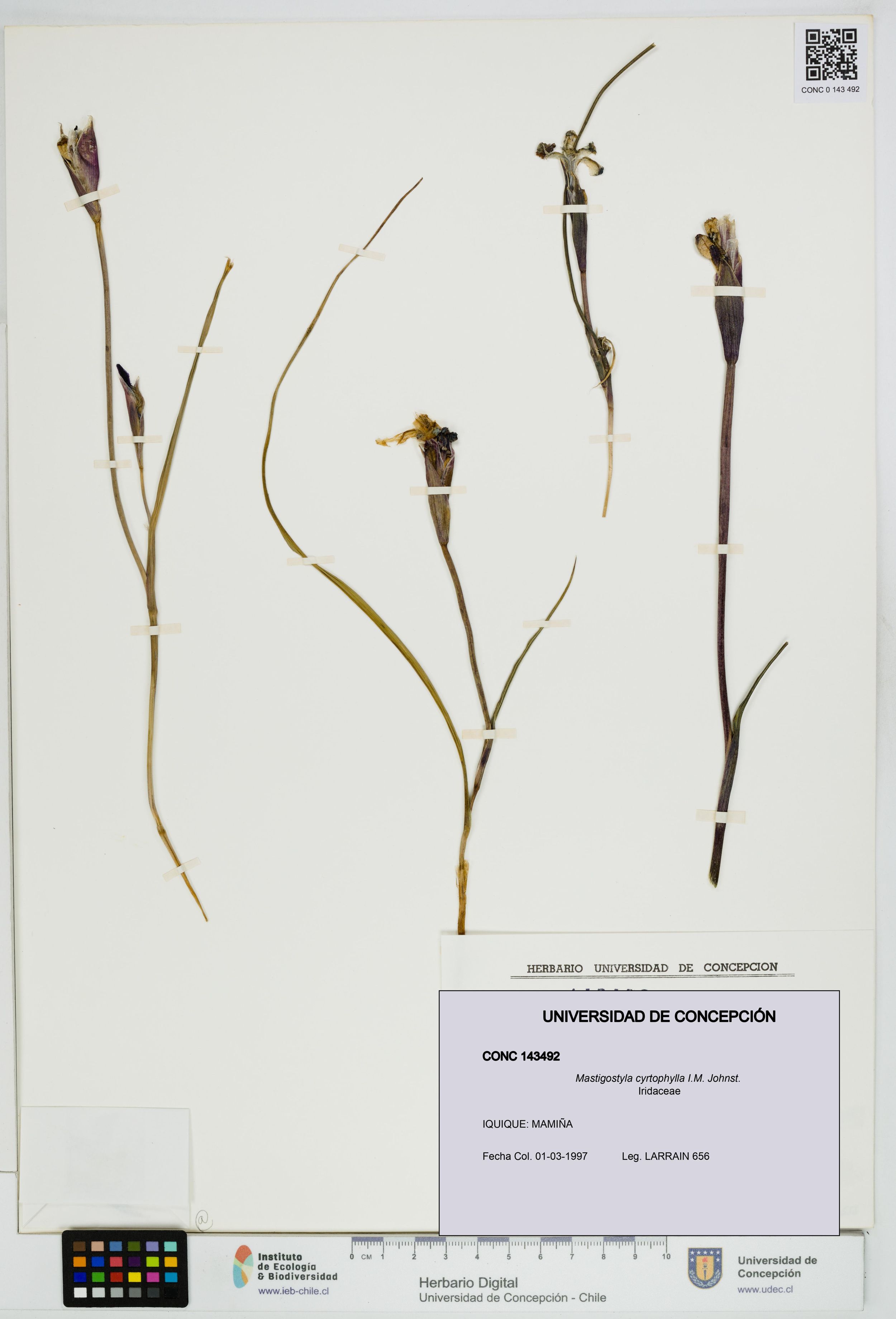 Mastigostyla cyrtophylla [Espécimen: ]
