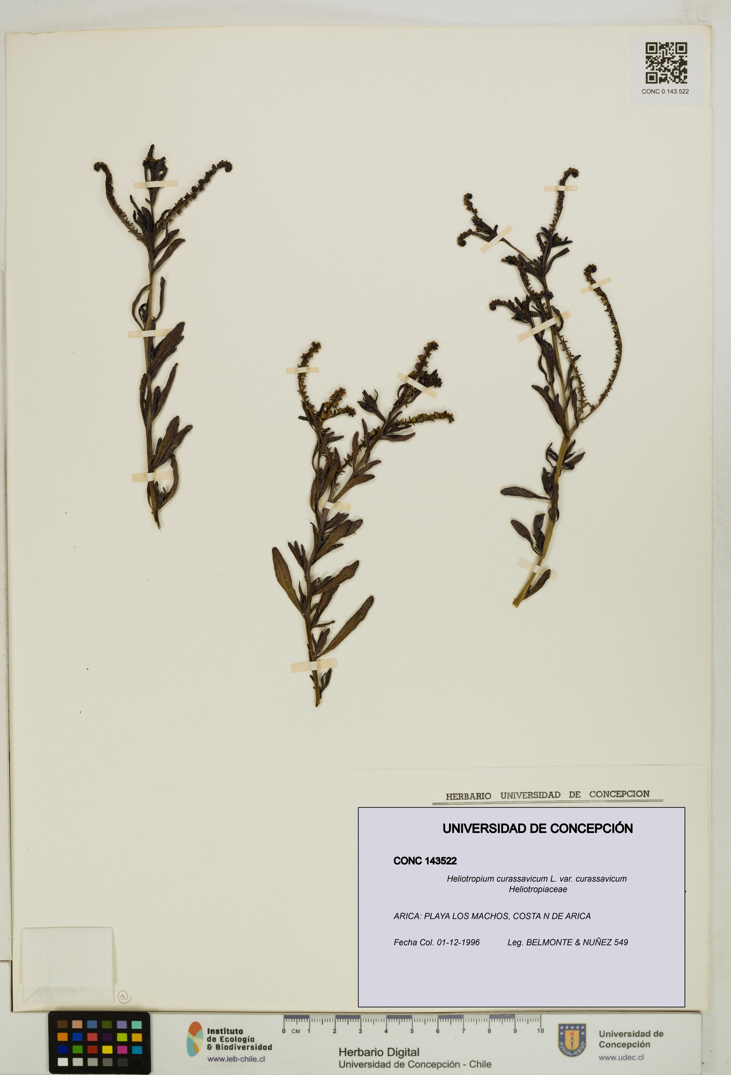 Heliotropium curassavicum var. curassavicum [Espécimen: ]