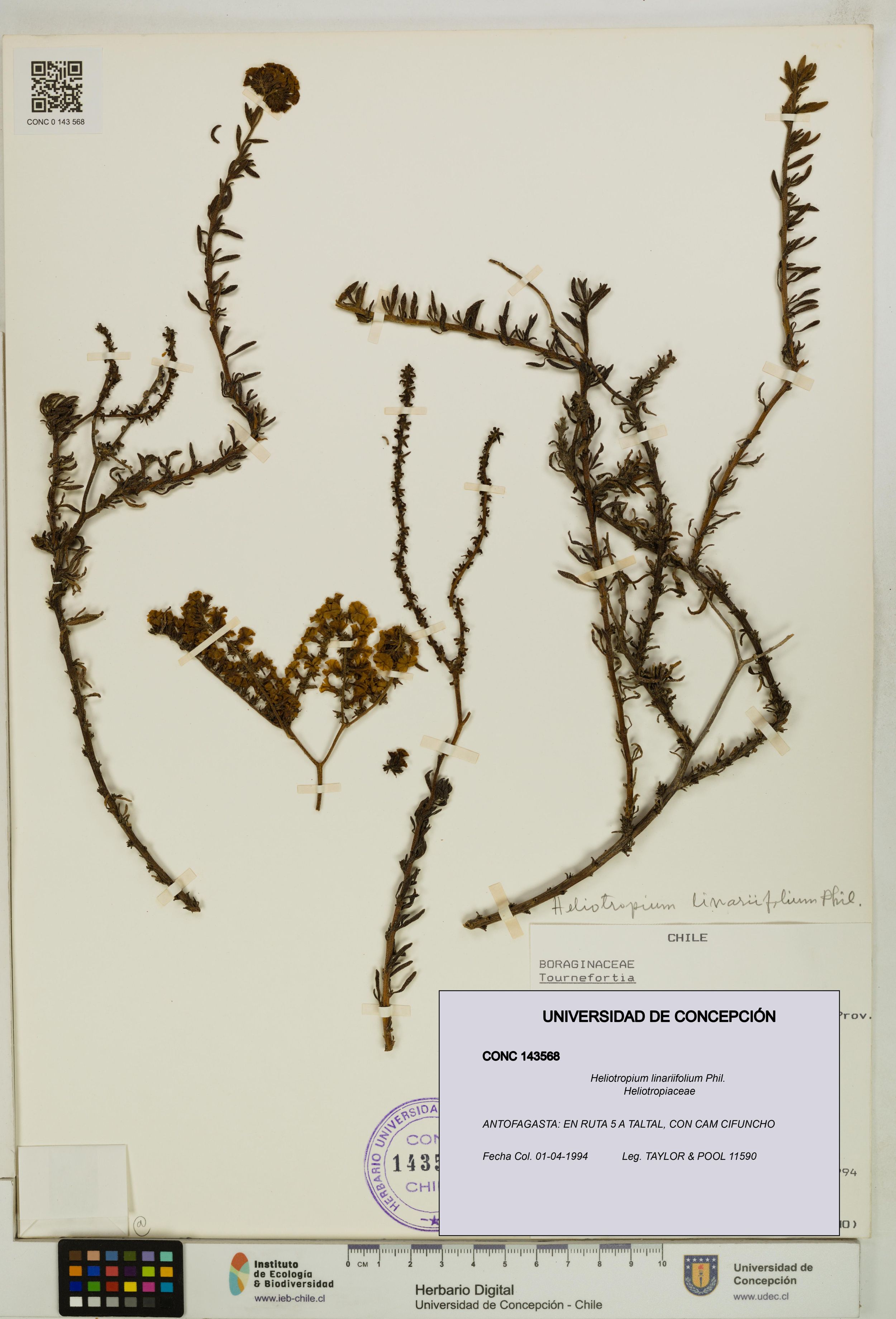 Heliotropium linariifolium [Espécimen: ]