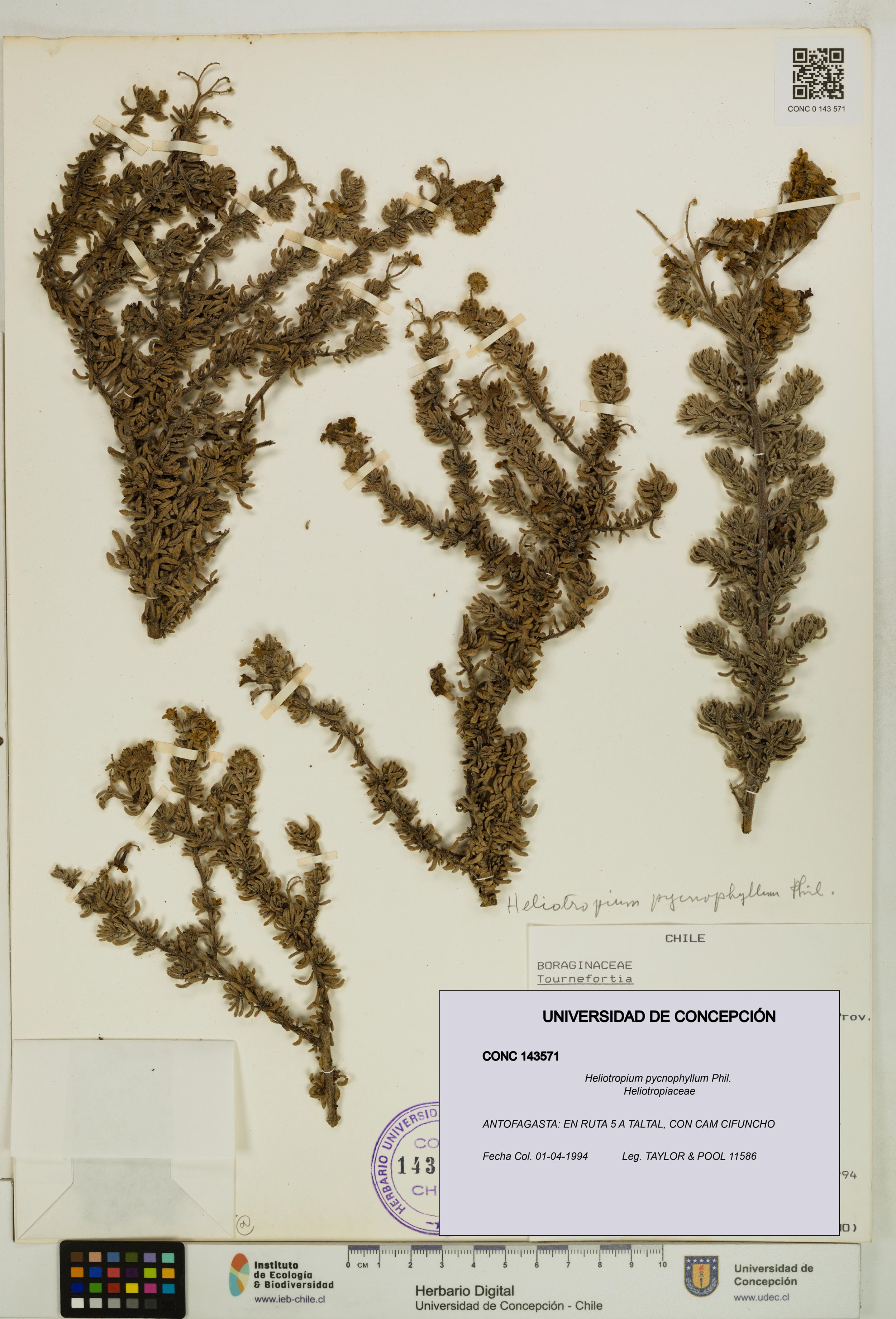 Heliotropium pycnophyllum [Espécimen: ]