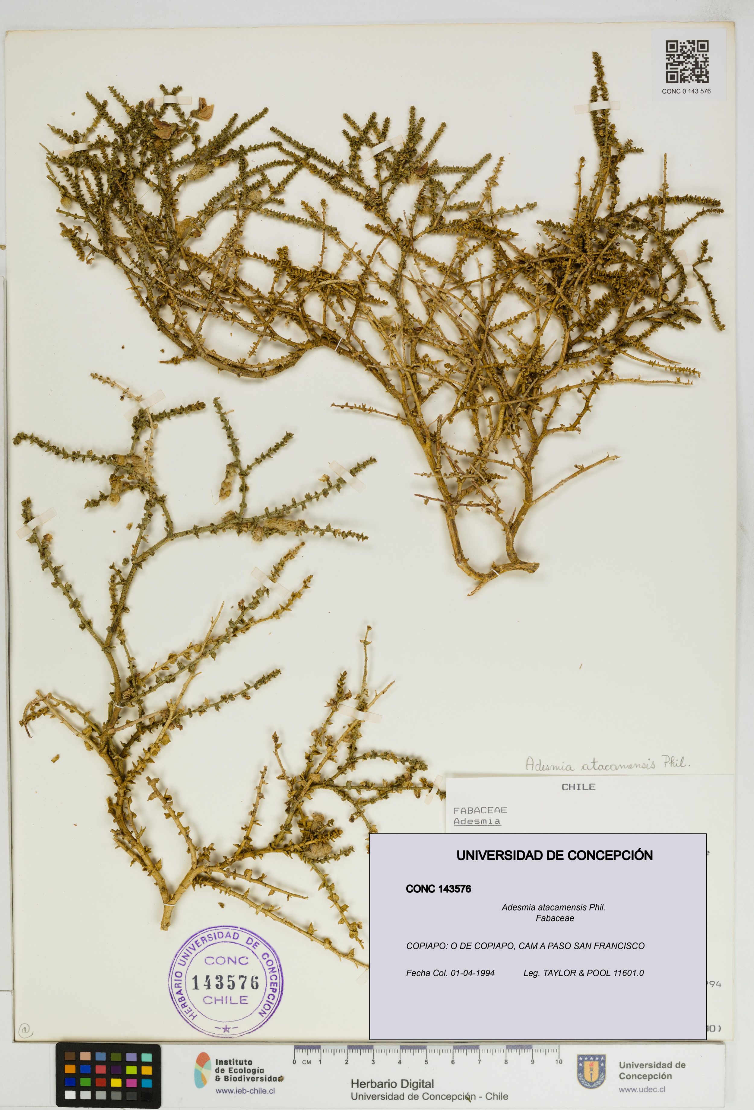 Adesmia atacamensis [Espécimen: ]