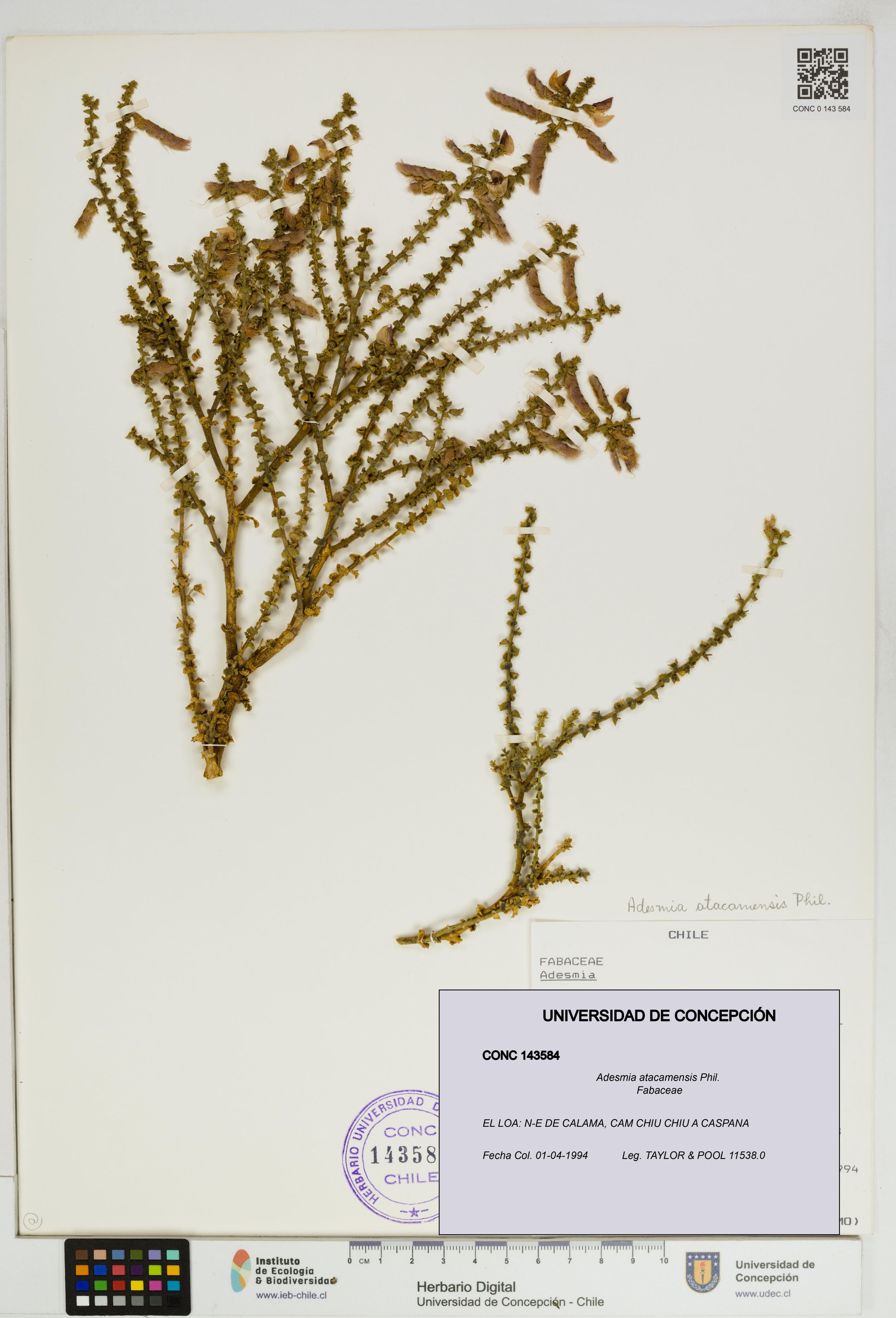 Adesmia atacamensis [Espécimen: ]