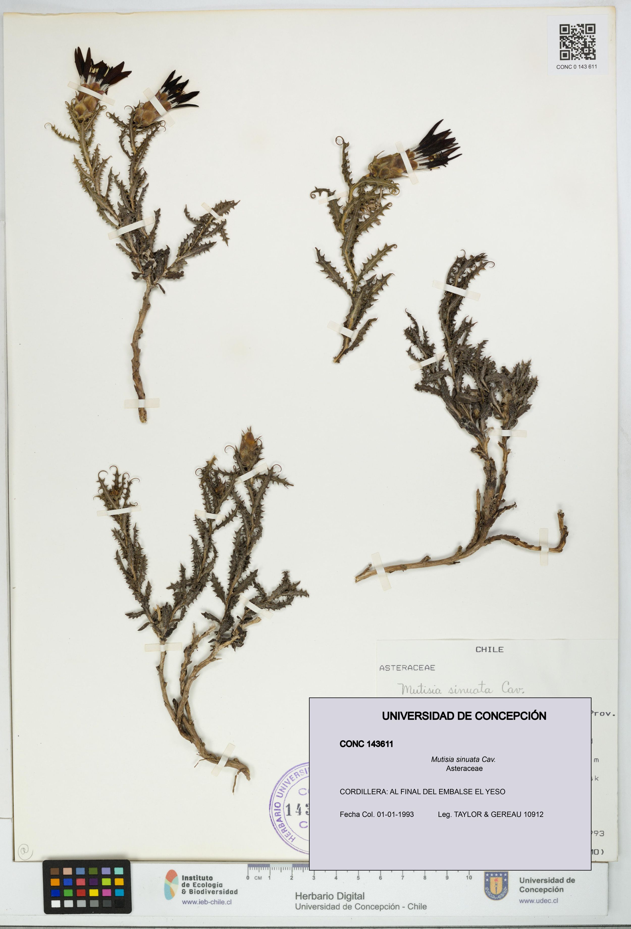 Mutisia sinuata [Espécimen: ]