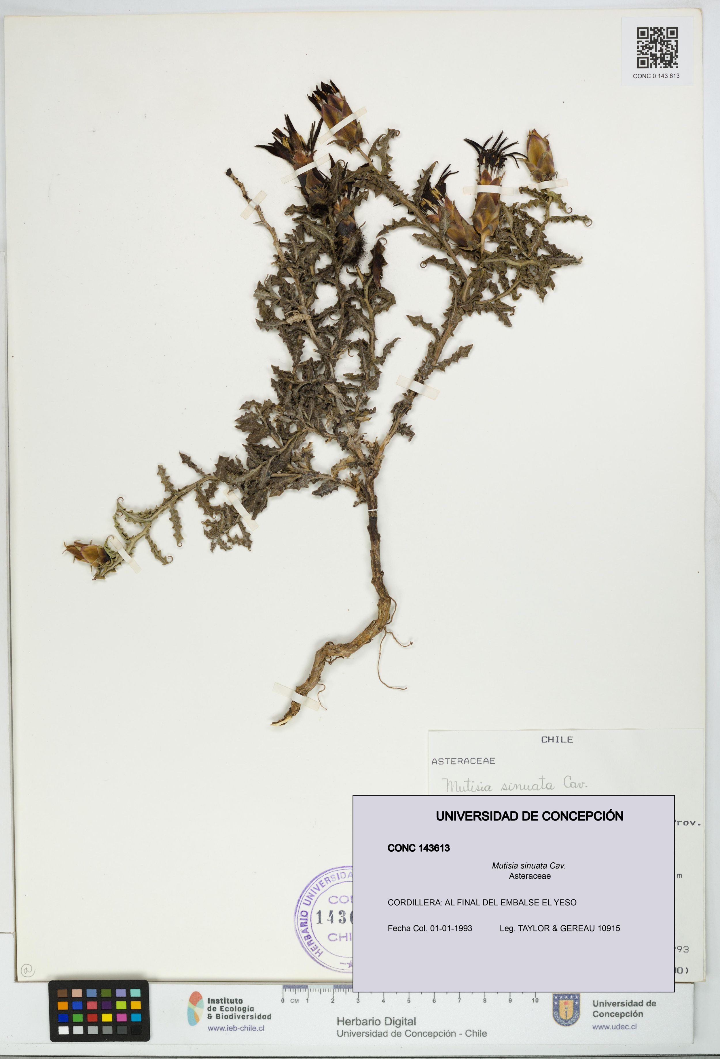 Mutisia sinuata [Espécimen: ]