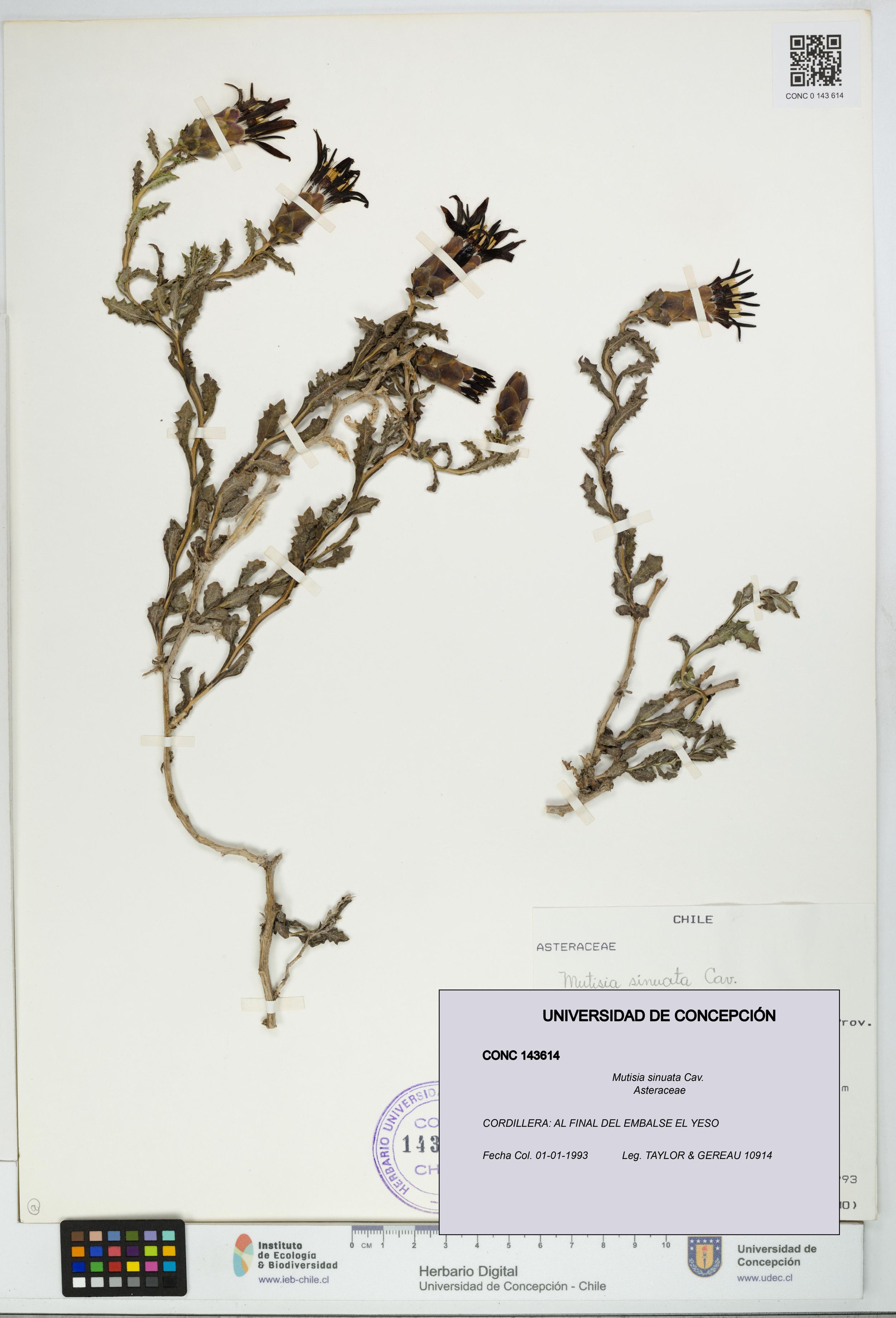 Mutisia sinuata [Espécimen: ]