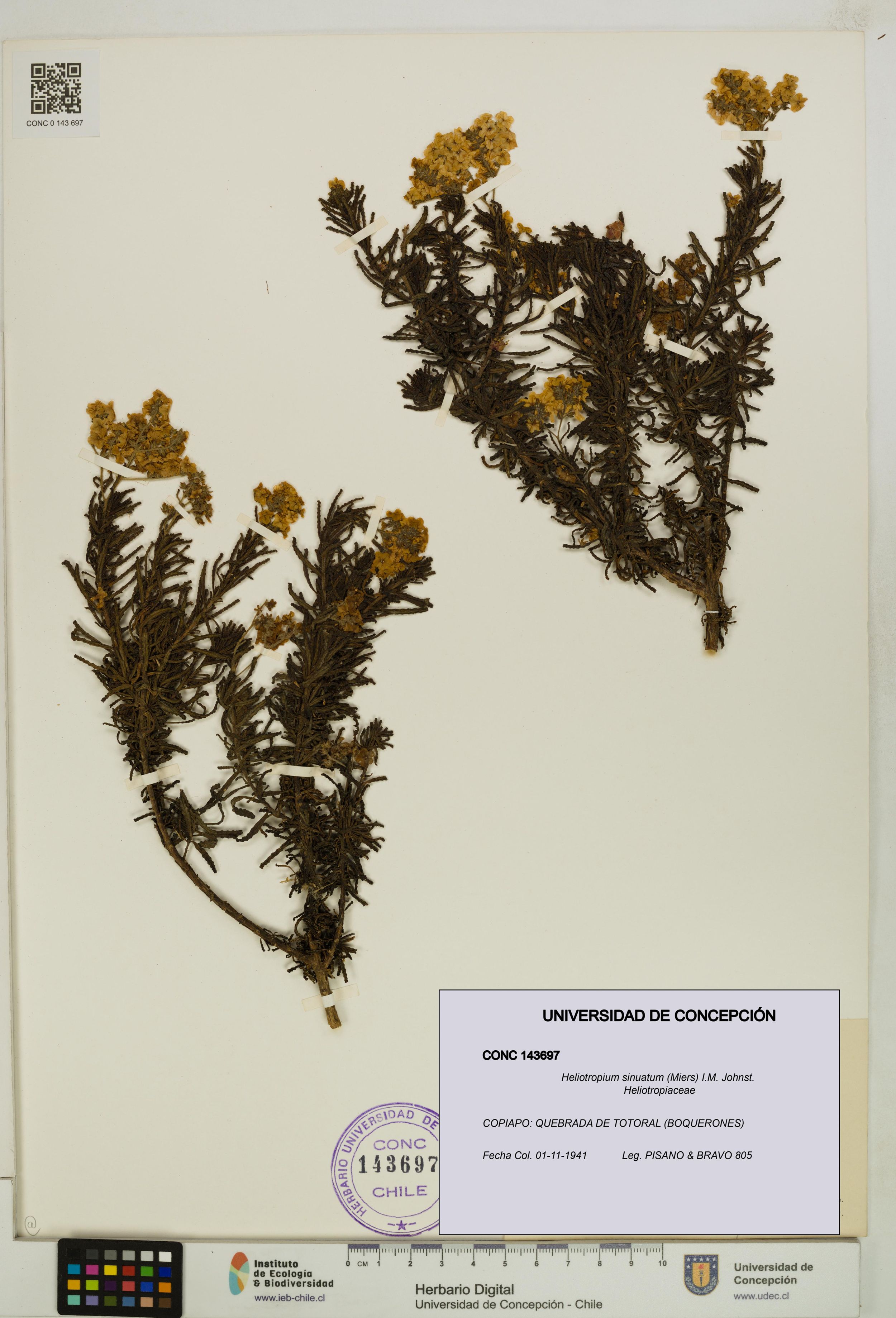 Heliotropium sinuatum [Espécimen: ]