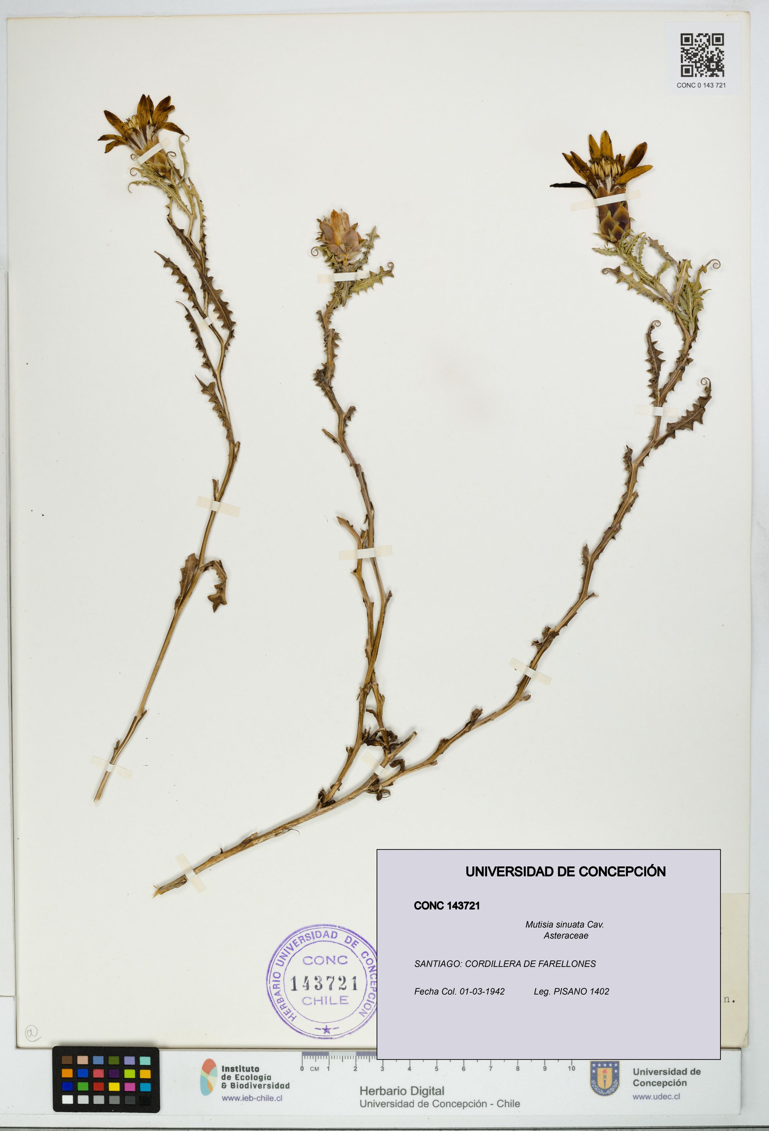 Mutisia sinuata [Espécimen: ]