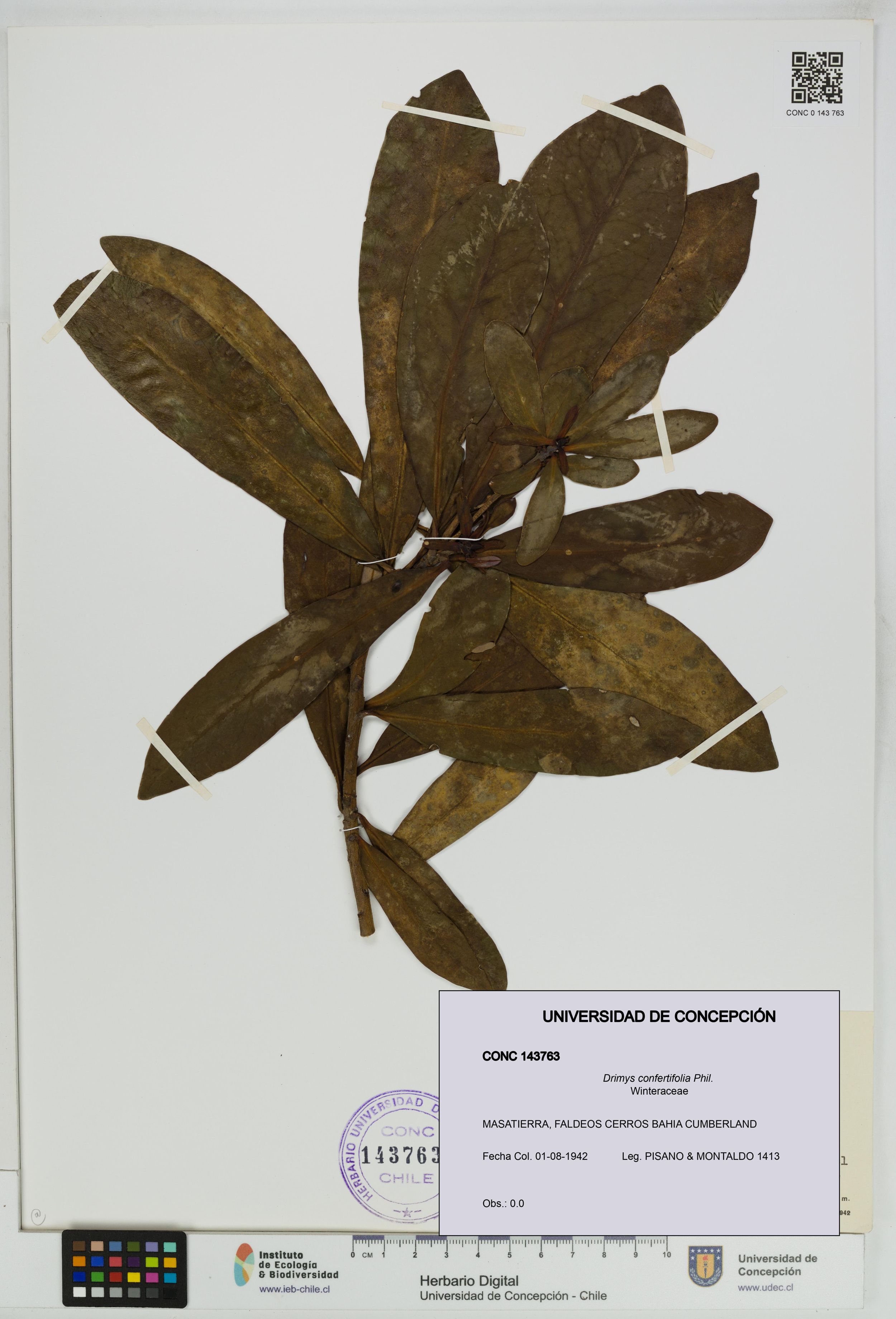 Drimys confertifolia [Espécimen: ]