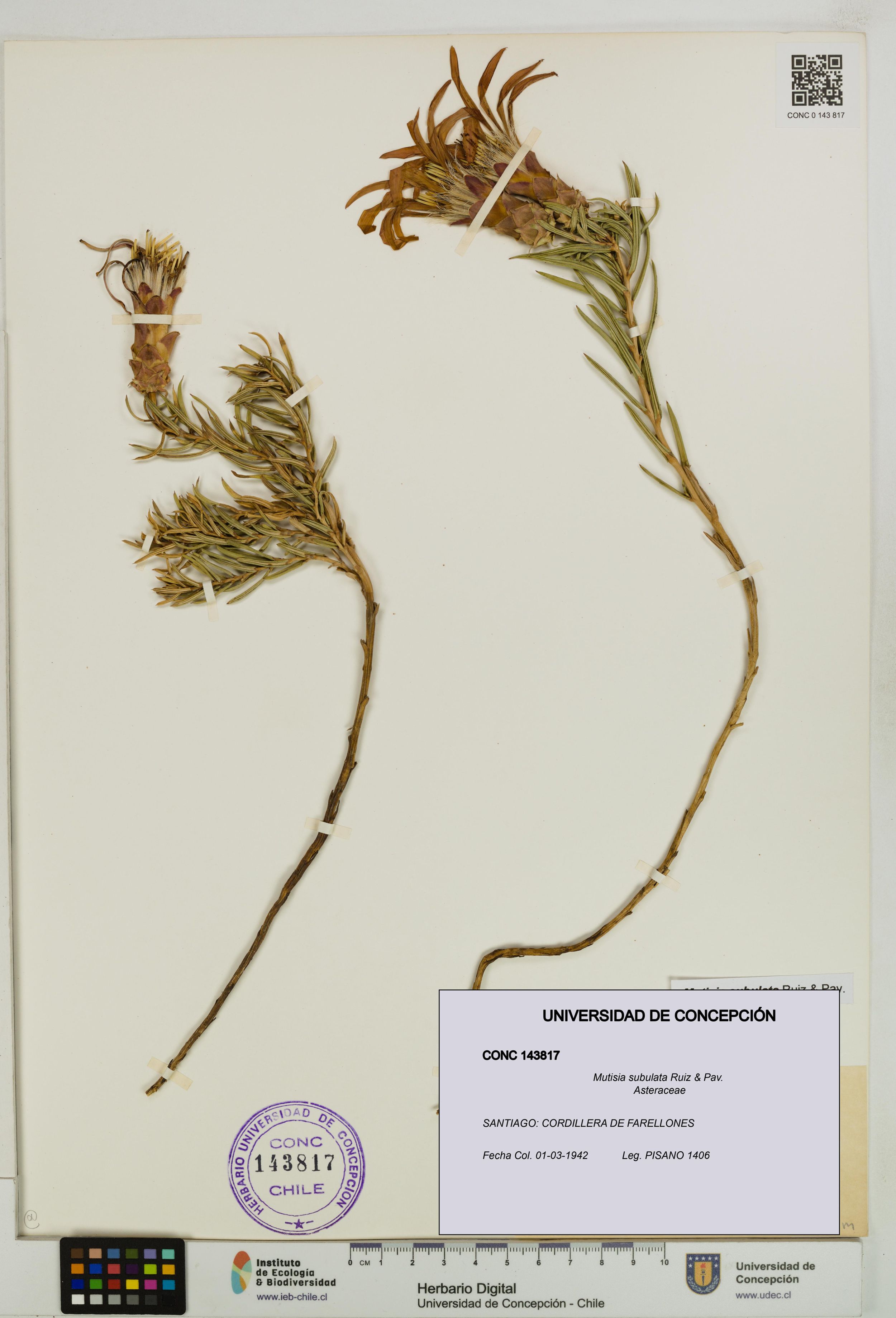 Mutisia subulata [Espécimen: ]
