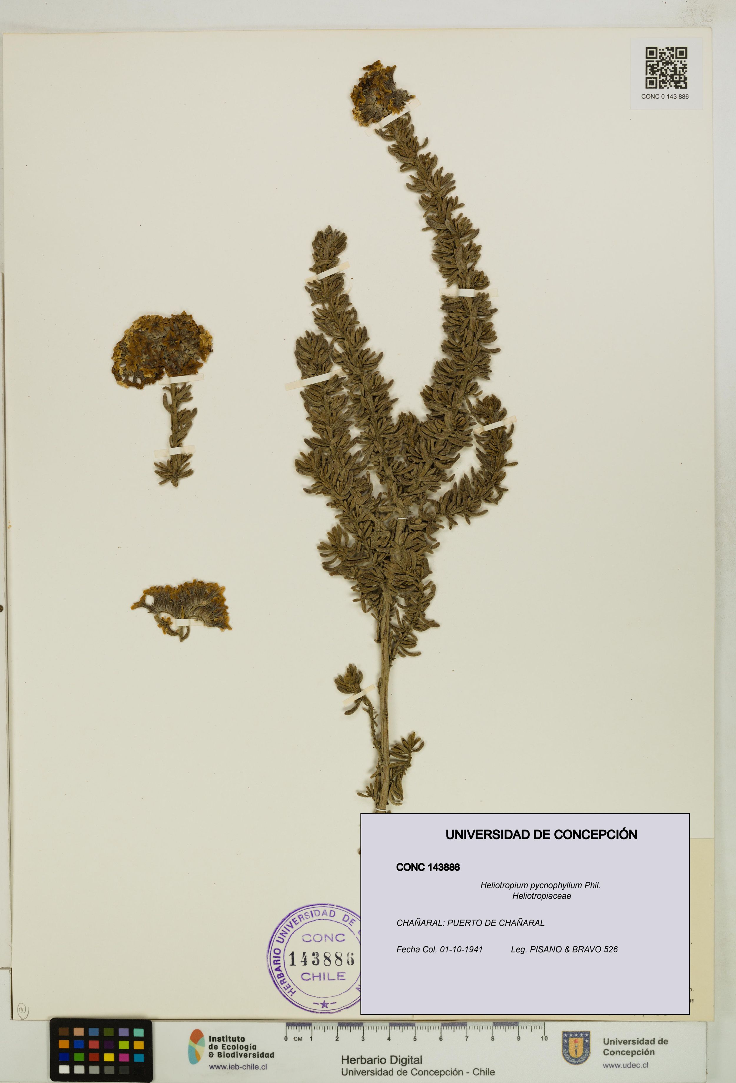 Heliotropium pycnophyllum [Espécimen: ]