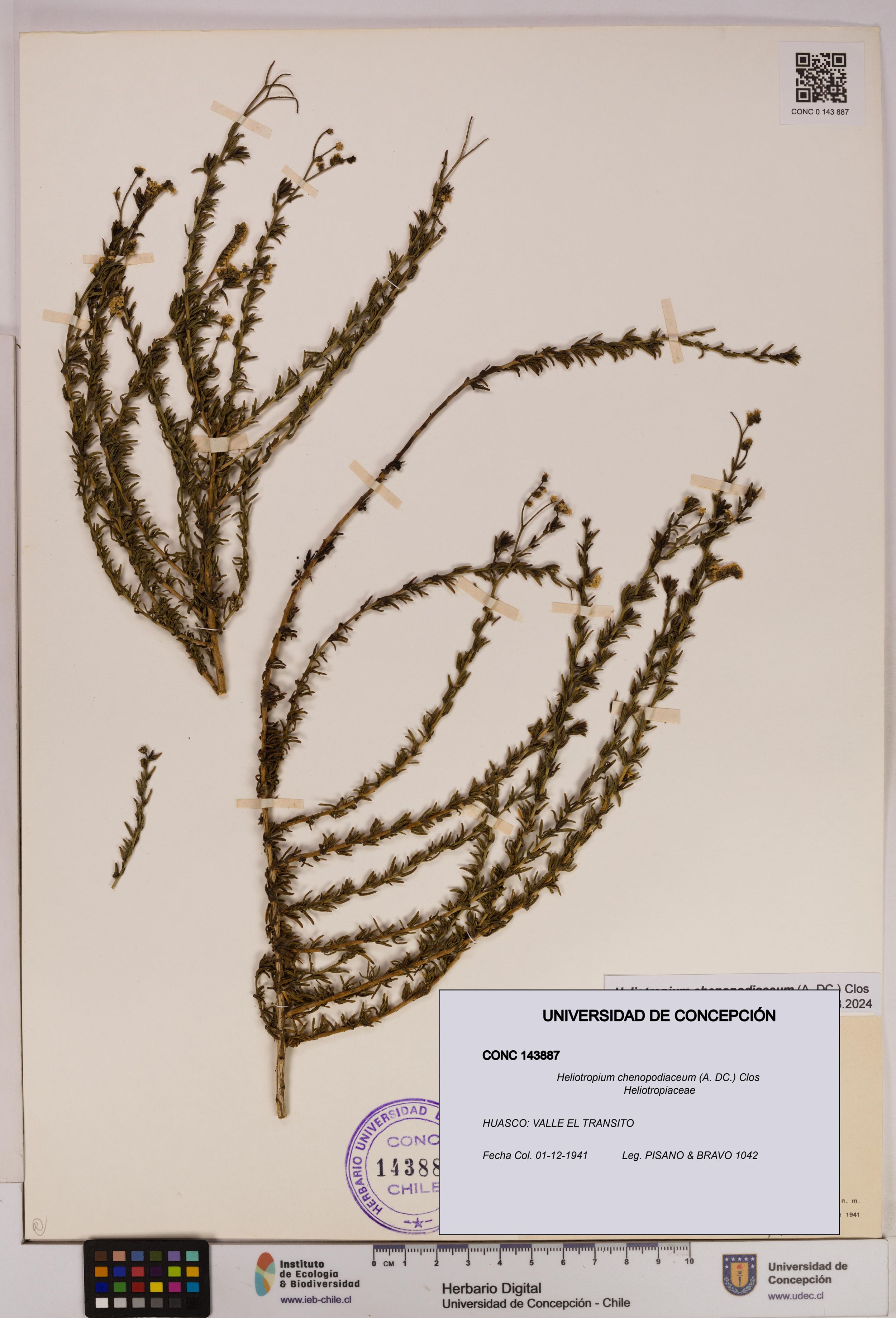 Heliotropium chenopodiaceum [Espécimen: ]