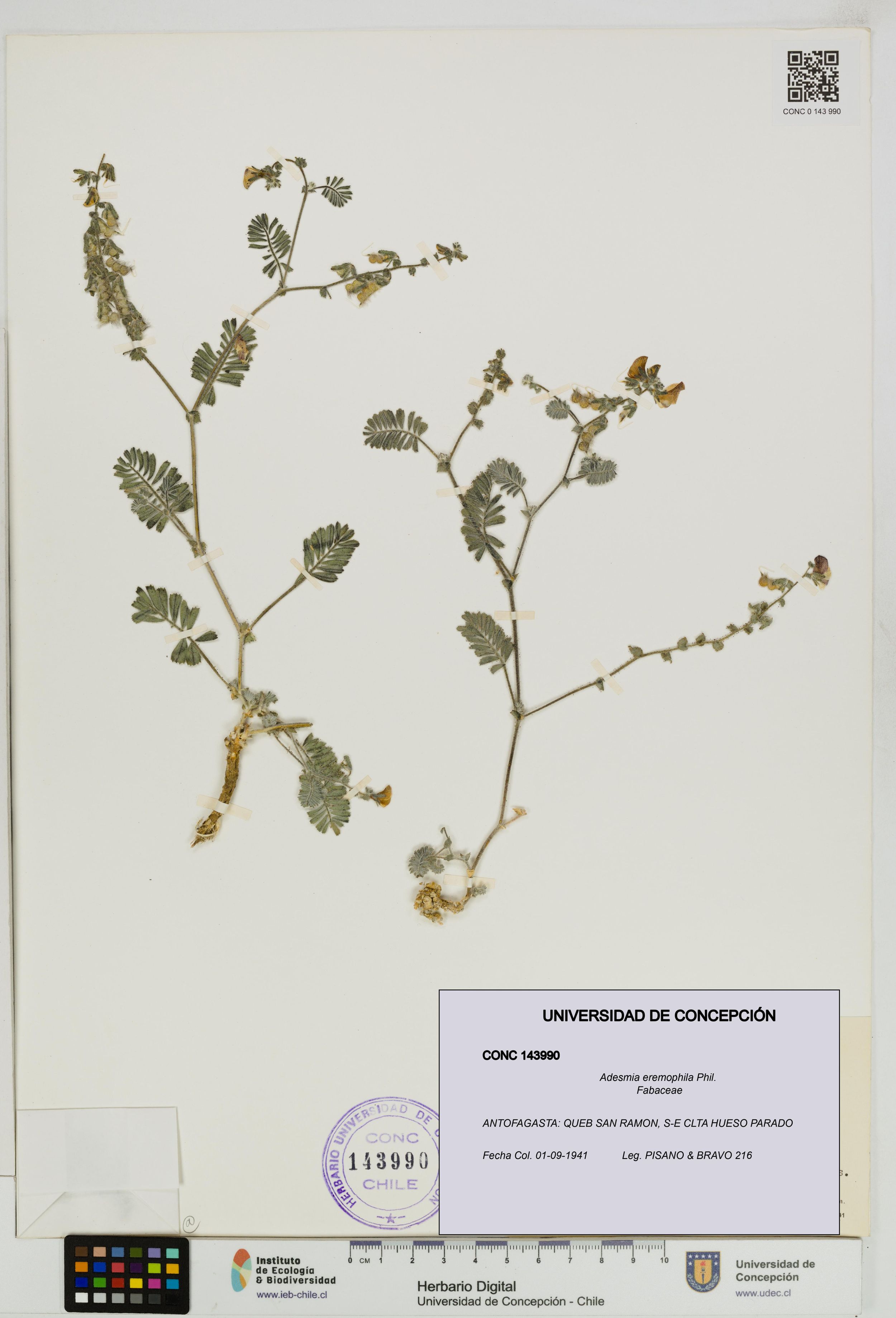 Adesmia eremophila [Espécimen: ]