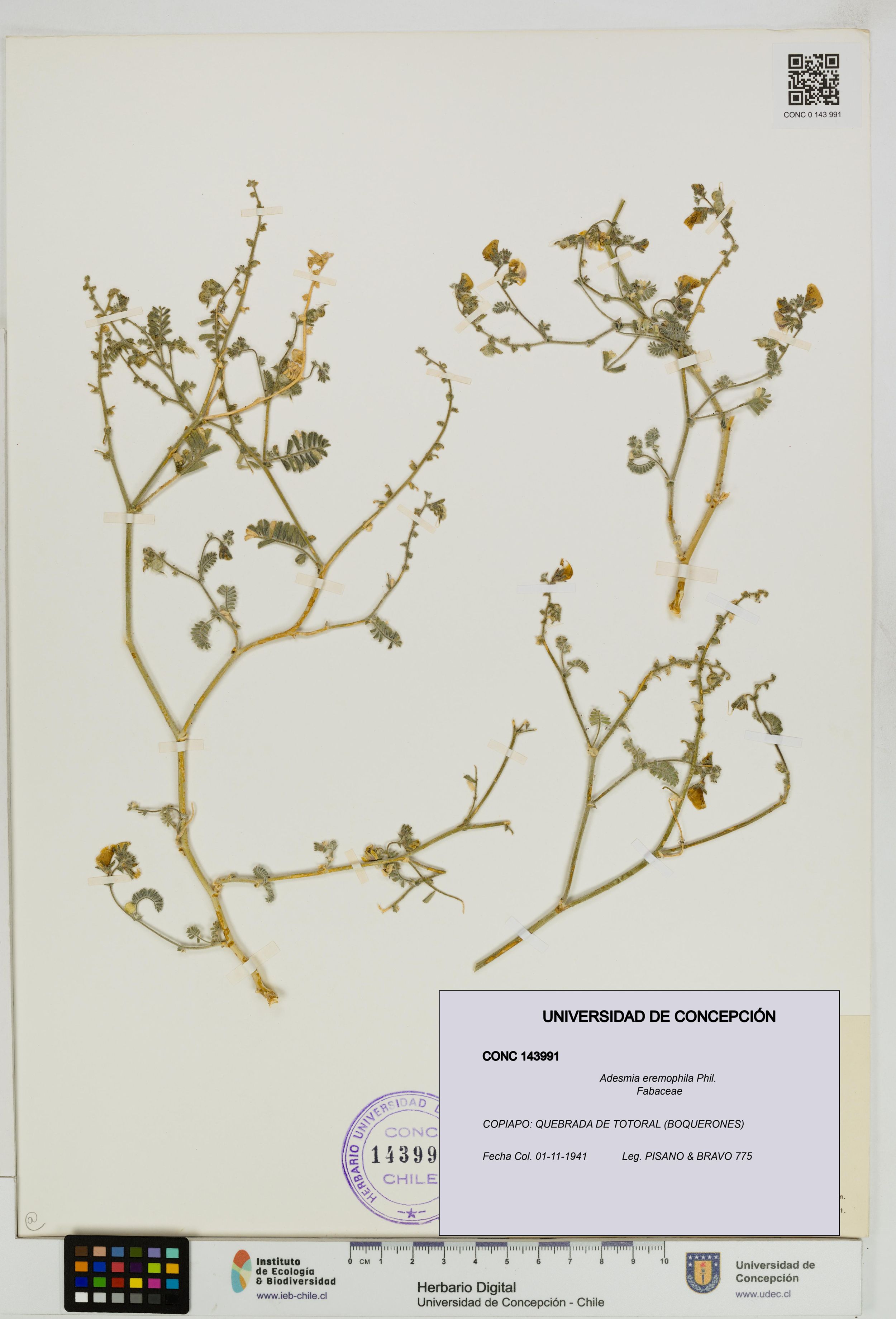 Adesmia eremophila [Espécimen: ]