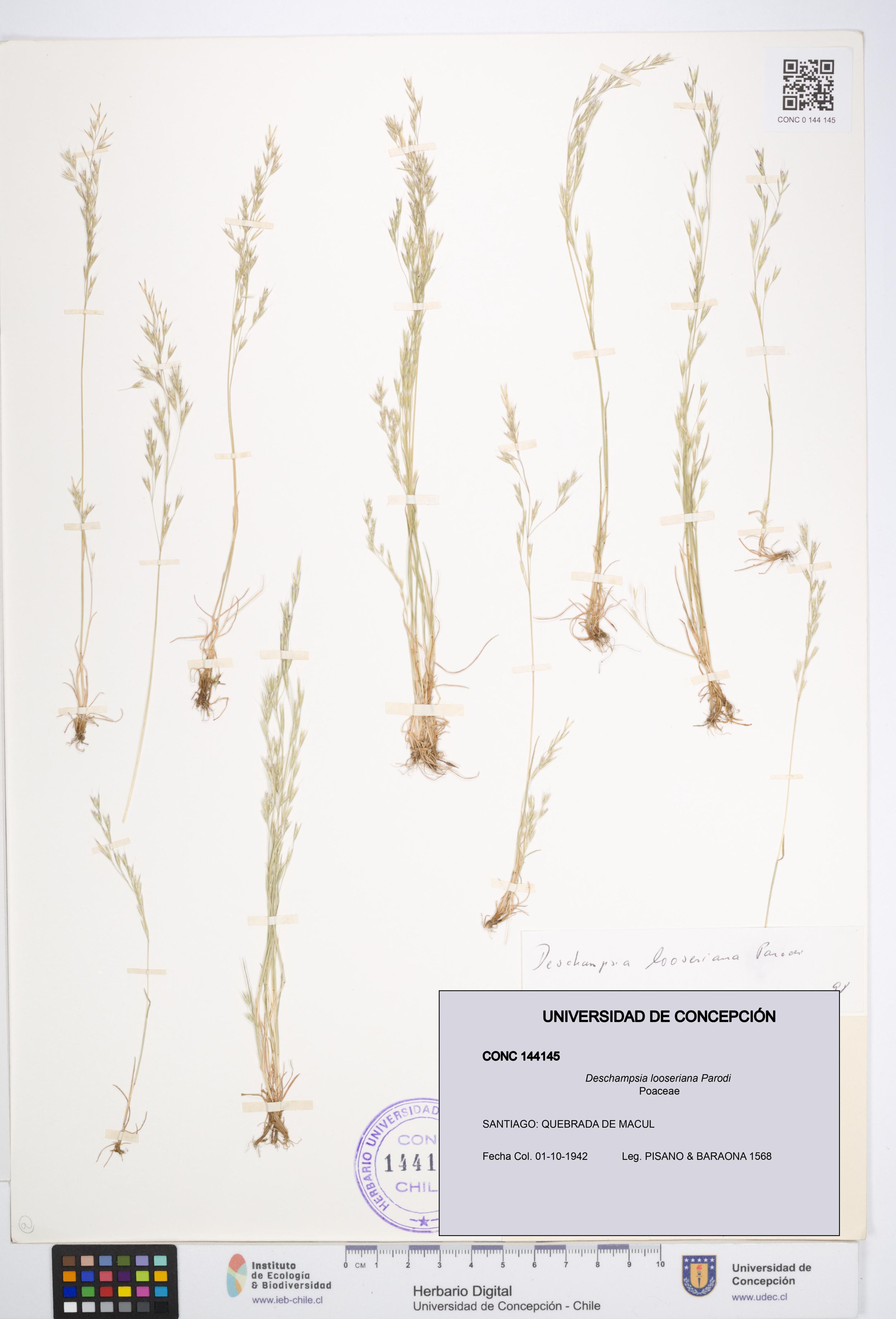 Deschampsia looseriana [Espécimen: ]