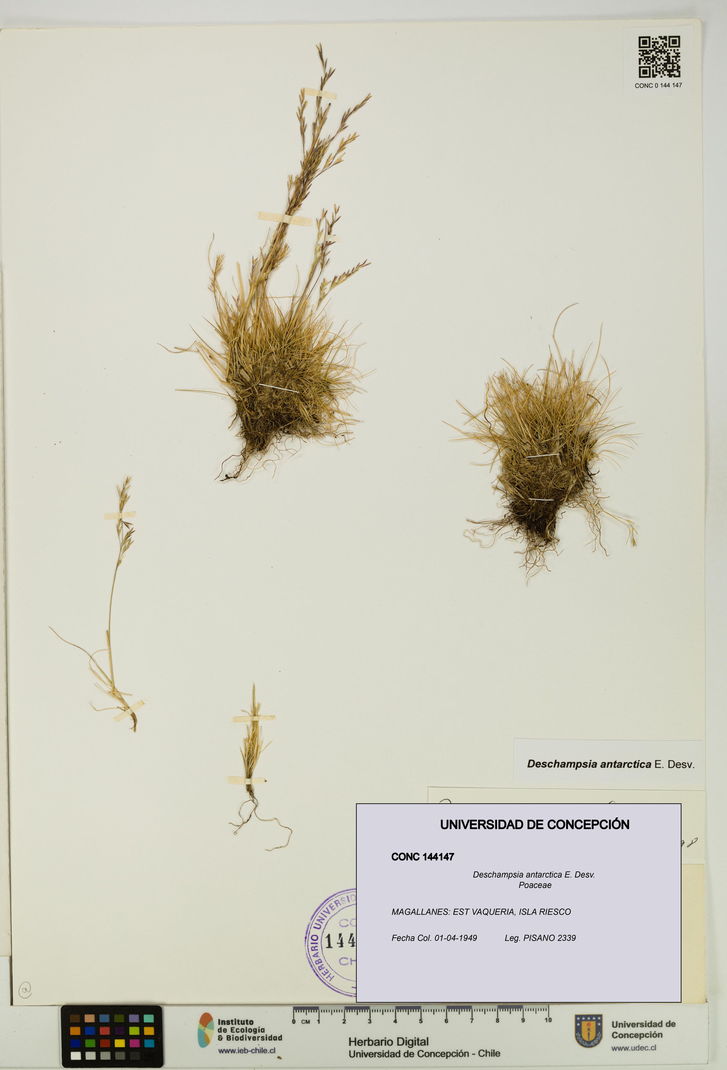 Deschampsia antarctica [Espécimen: ]