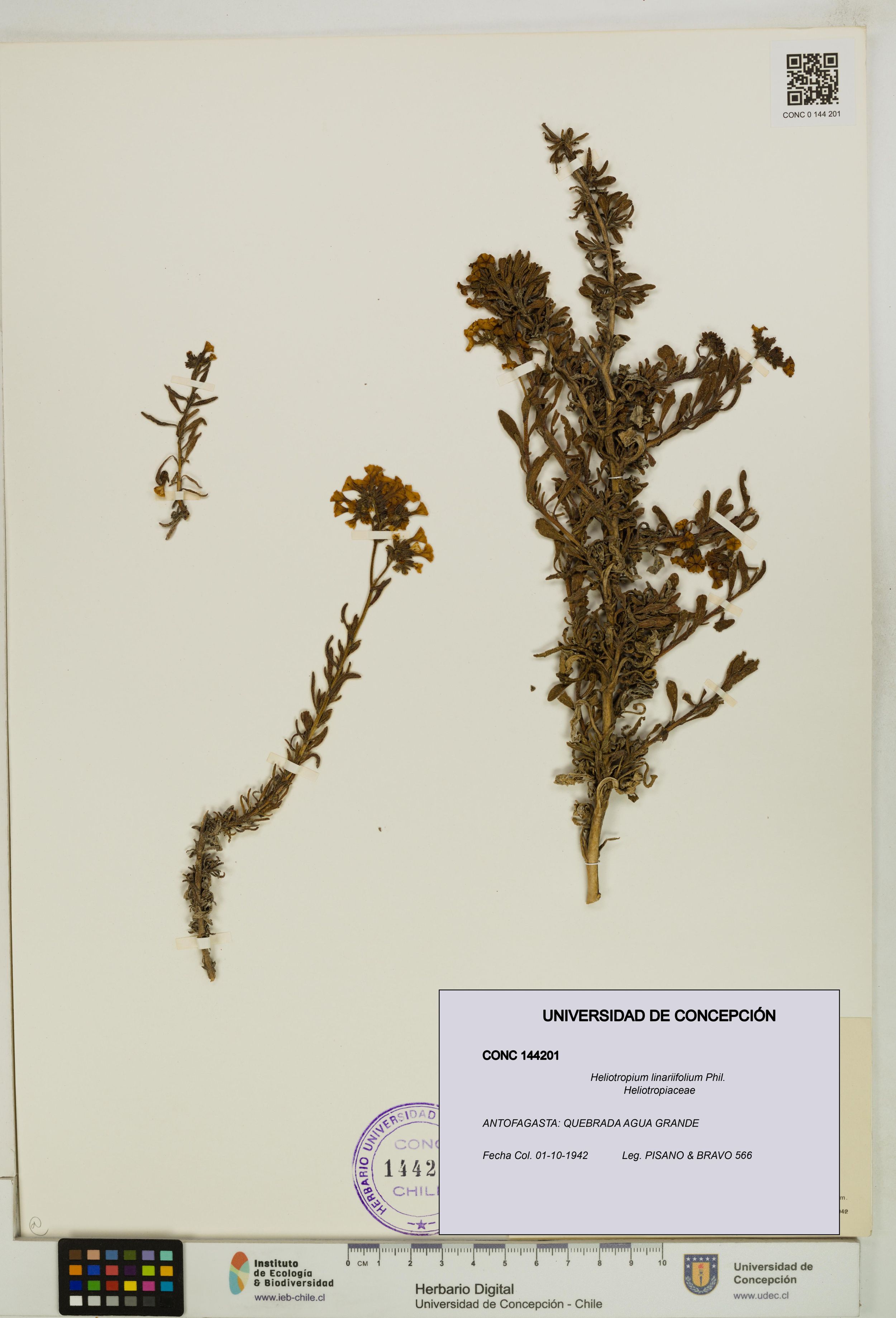 Heliotropium linariifolium [Espécimen: ]