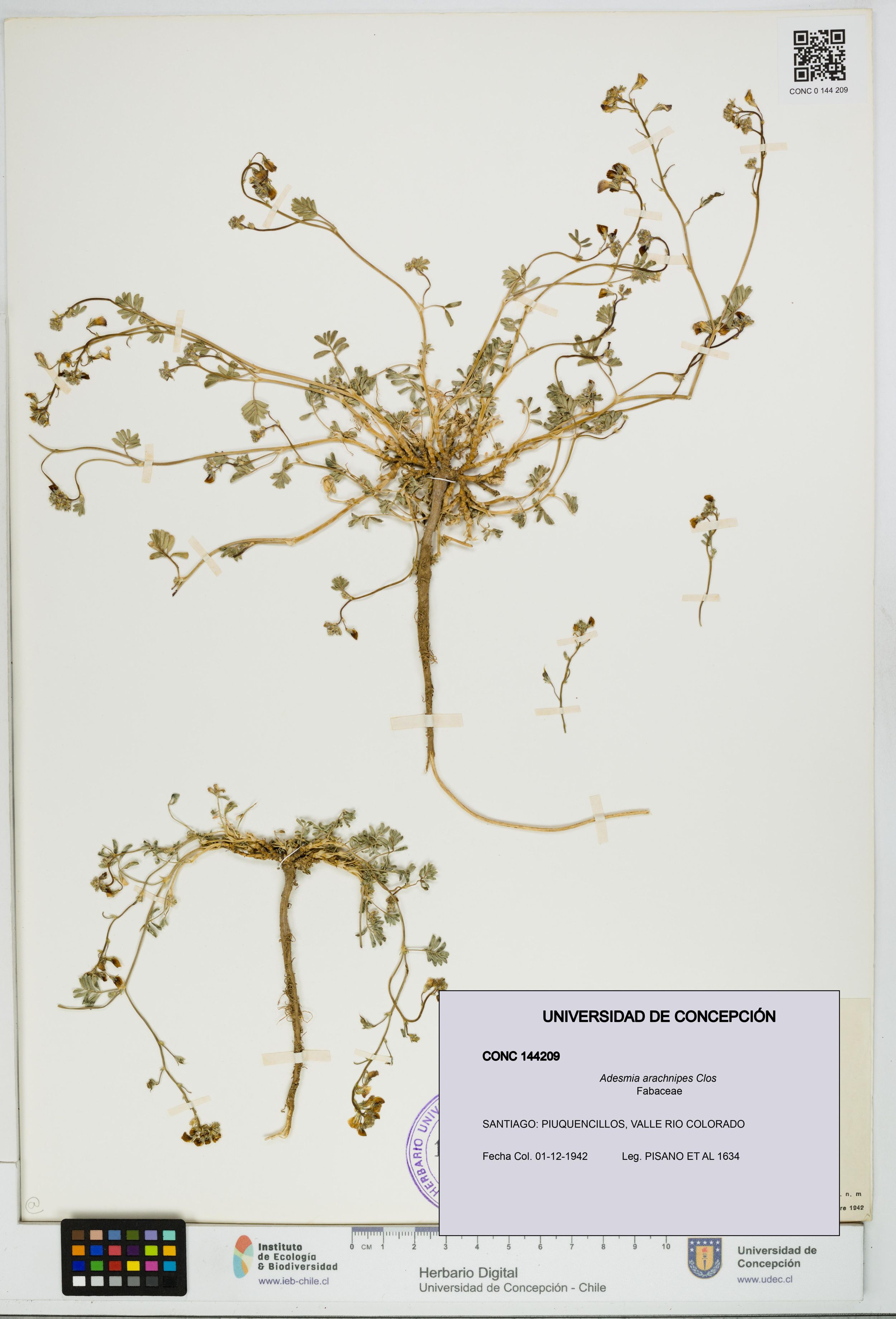 Adesmia arachnipes [Espécimen: ]