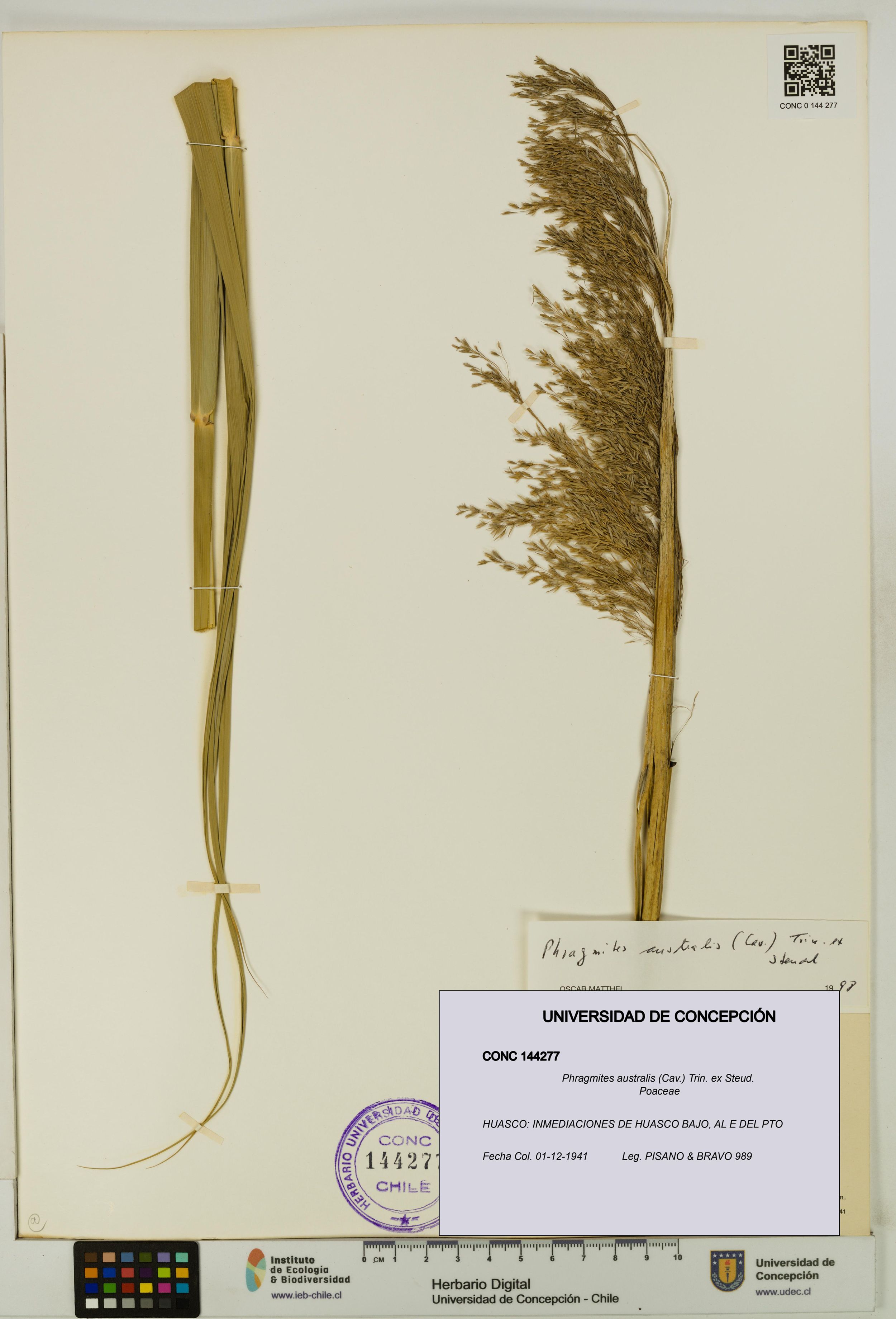 Phragmites australis [Espécimen: ]